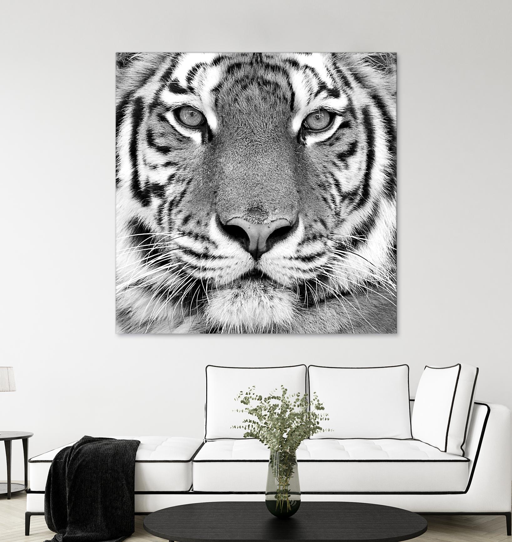 Tiger by PhotoINC Studio on GIANT ART - white animals