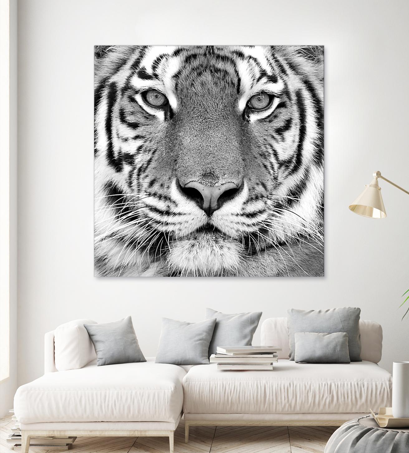 Tiger by PhotoINC Studio on GIANT ART - white animals