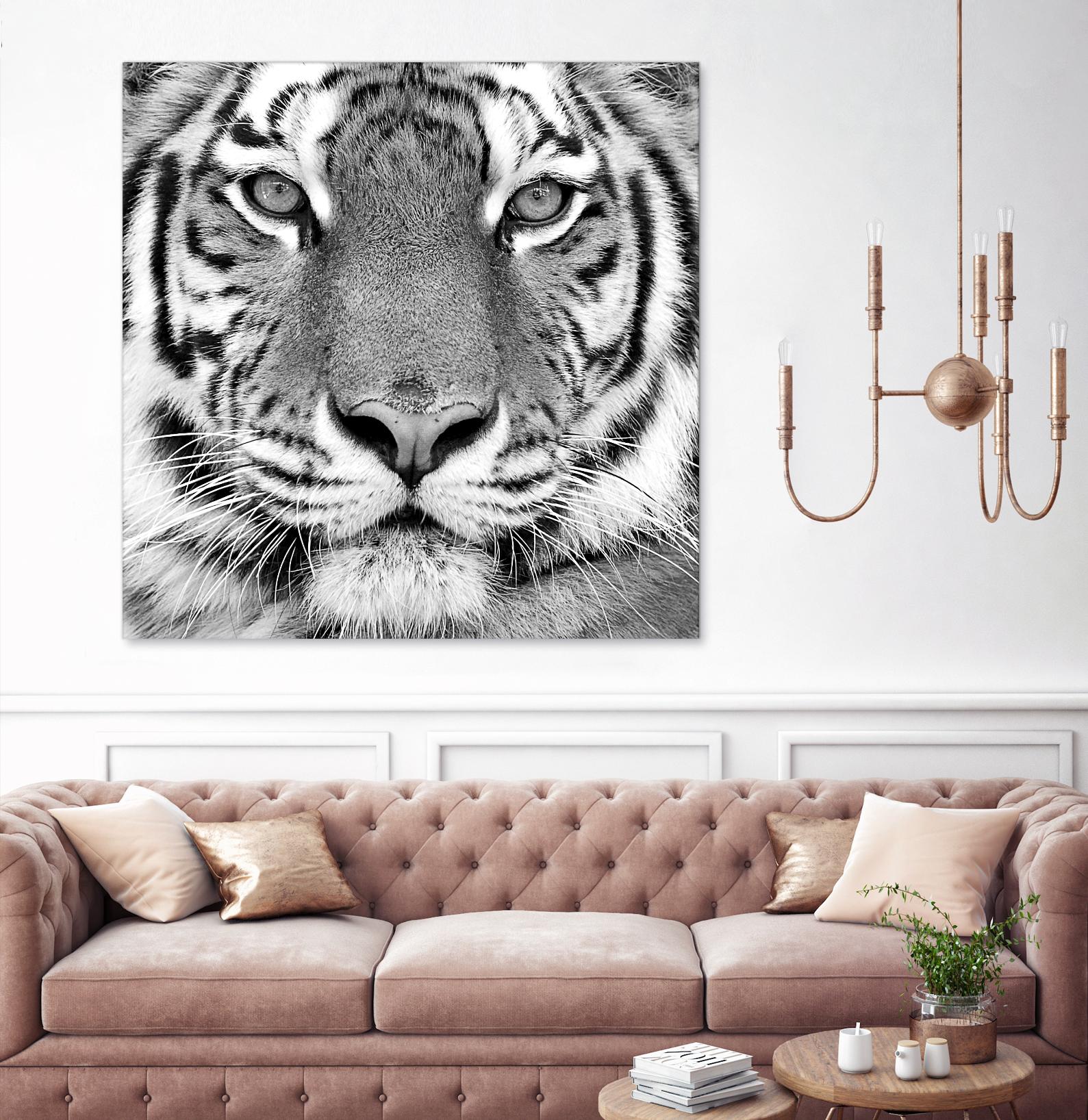 Tiger by PhotoINC Studio on GIANT ART - white animals