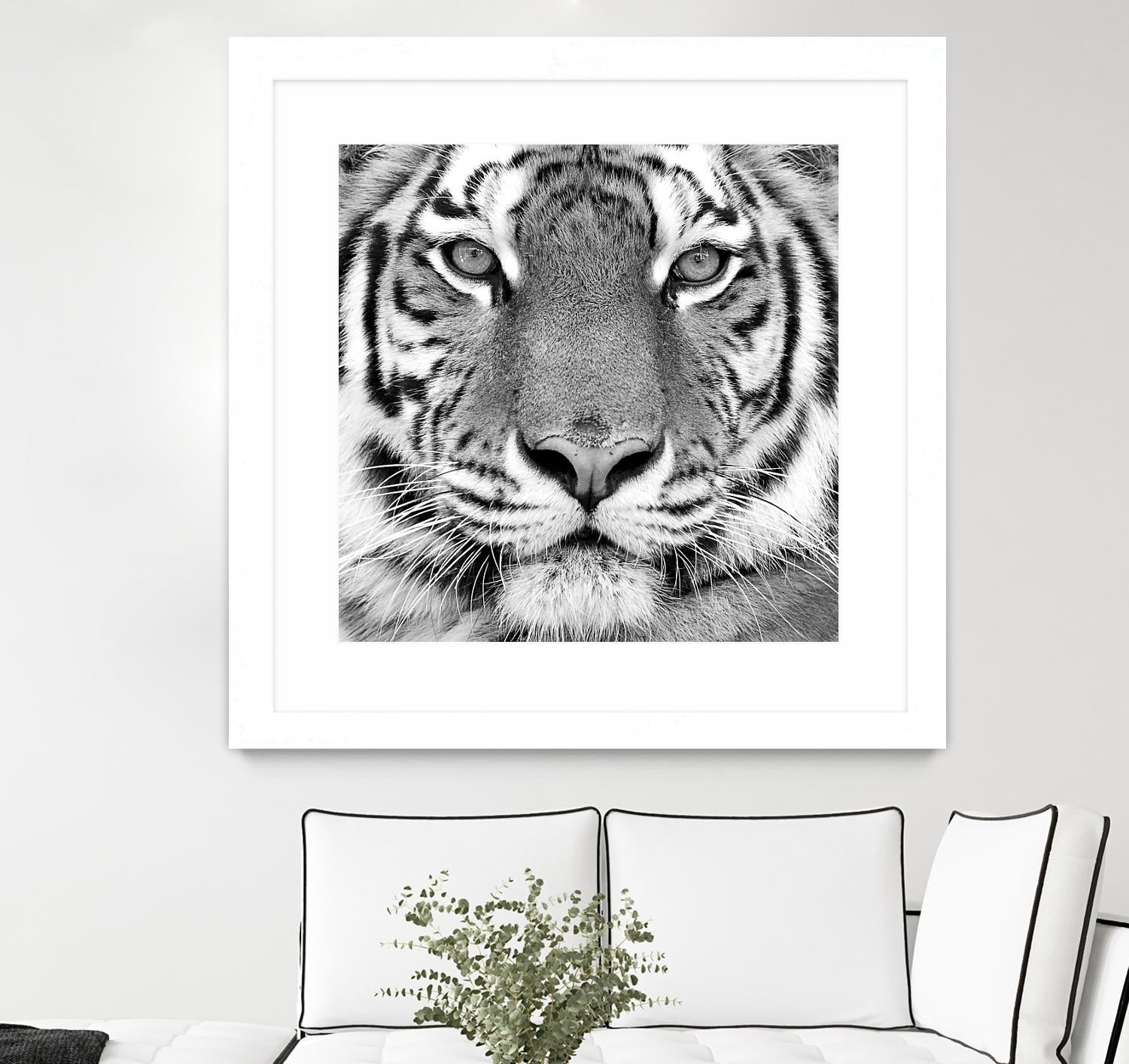 Tiger by PhotoINC Studio on GIANT ART - white animals