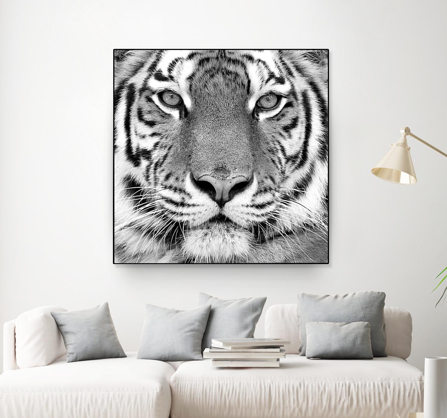 Tiger by PhotoINC Studio on GIANT ART - white animals