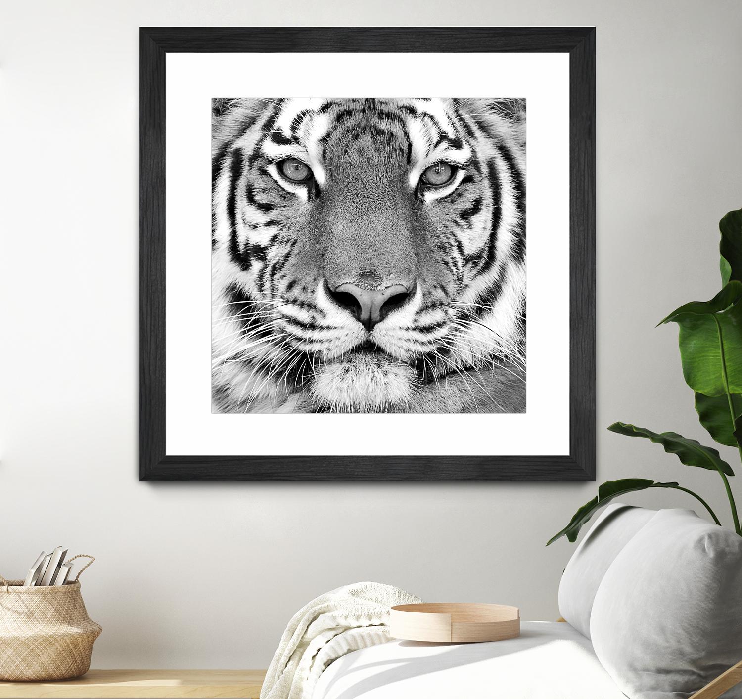 Tiger by PhotoINC Studio on GIANT ART - white animals