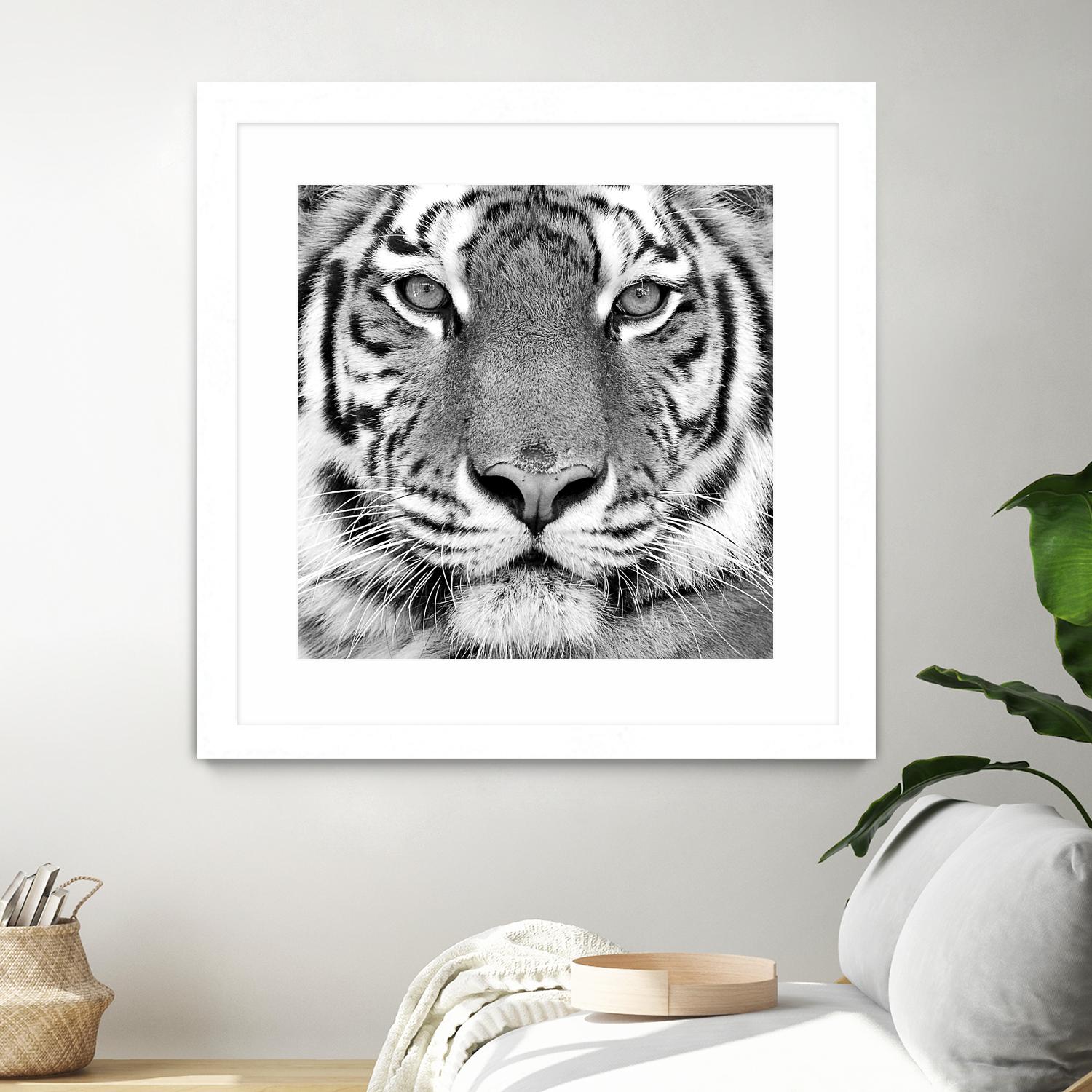 Tiger by PhotoINC Studio on GIANT ART - white animals