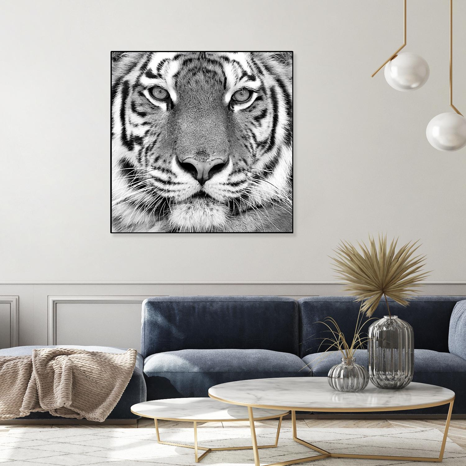 Tiger by PhotoINC Studio on GIANT ART - white animals