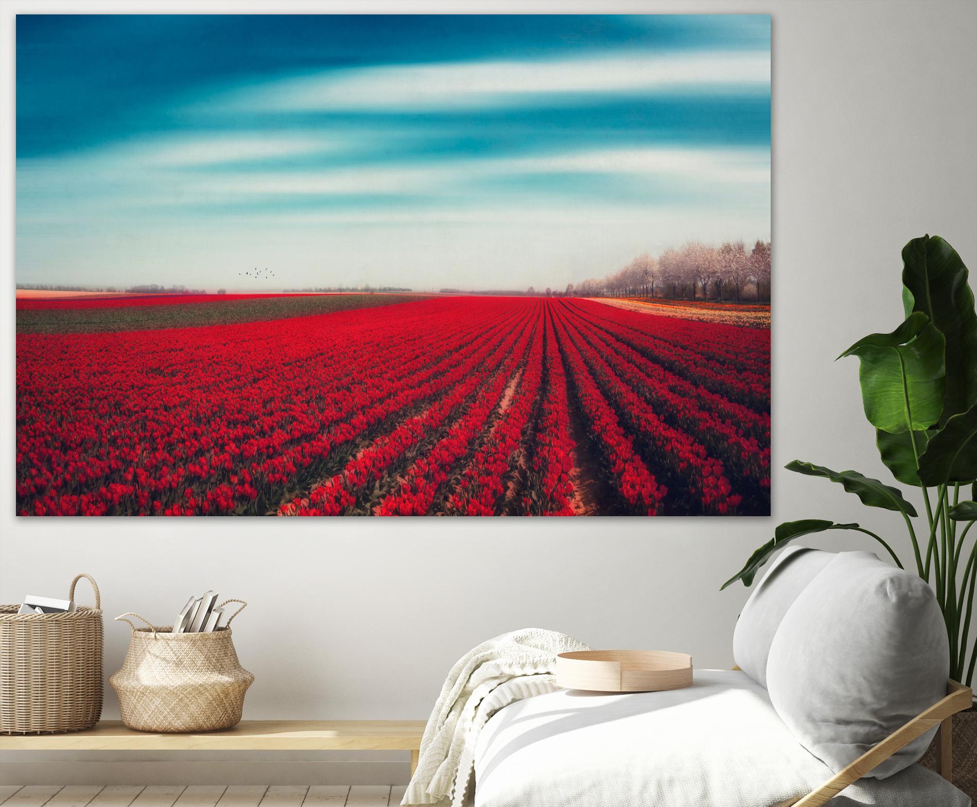 Tulips by Dirk Wuestenhagen on GIANT ART - multicolor photography; landscapes