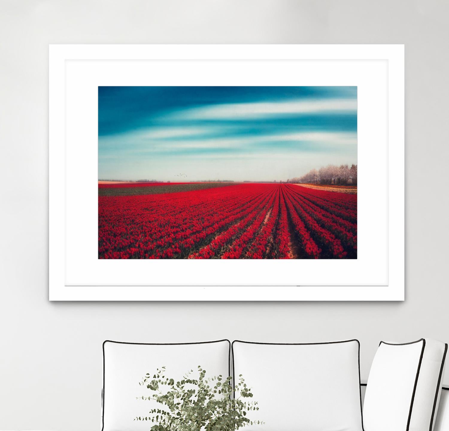 Tulips by Dirk Wuestenhagen on GIANT ART - multicolor photography; landscapes