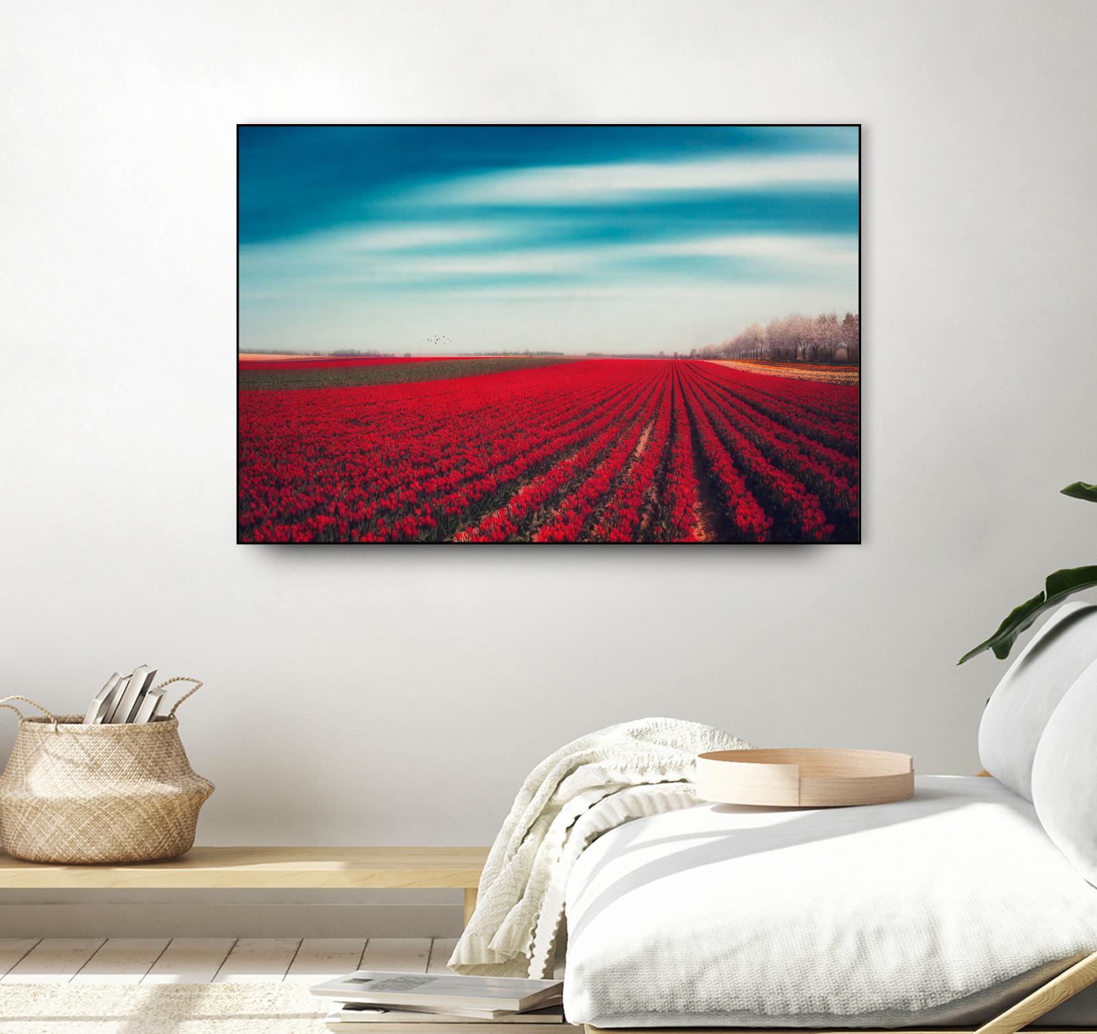 Tulips by Dirk Wuestenhagen on GIANT ART - multicolor photography; landscapes