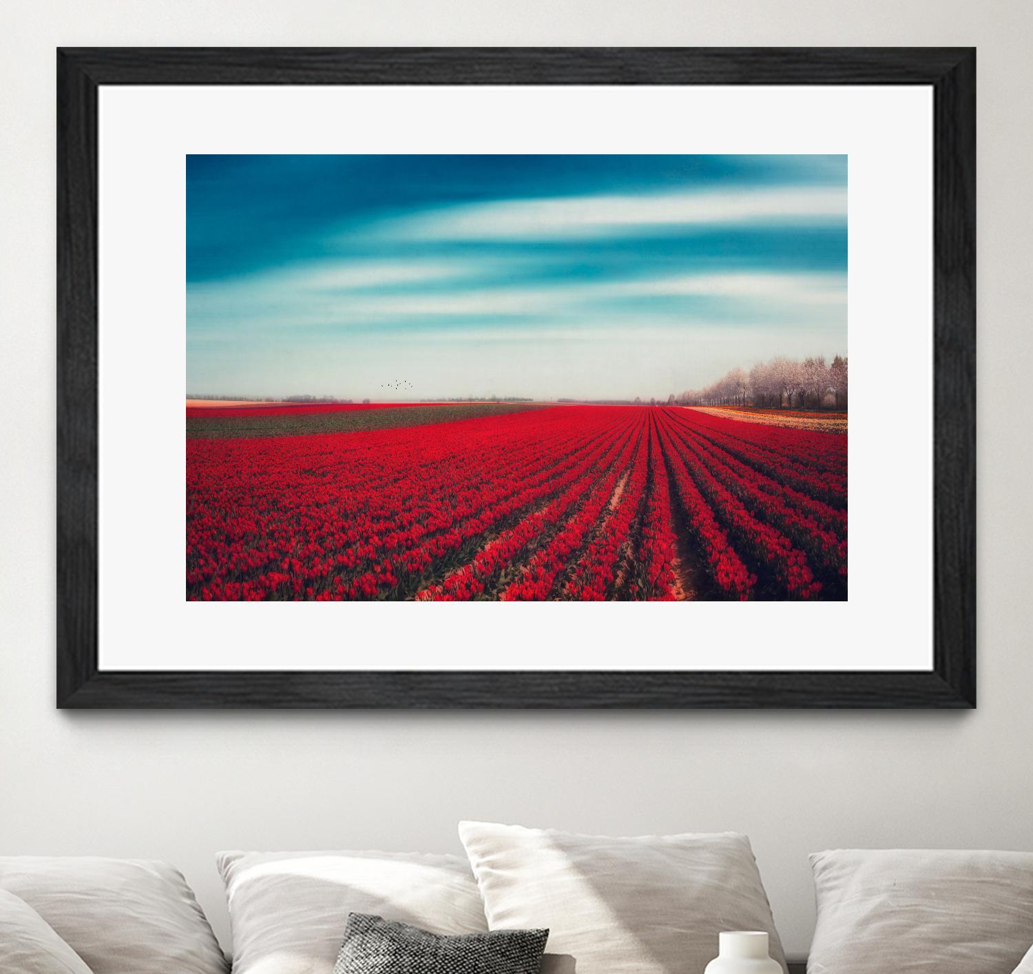 Tulips by Dirk Wuestenhagen on GIANT ART - multicolor photography; landscapes