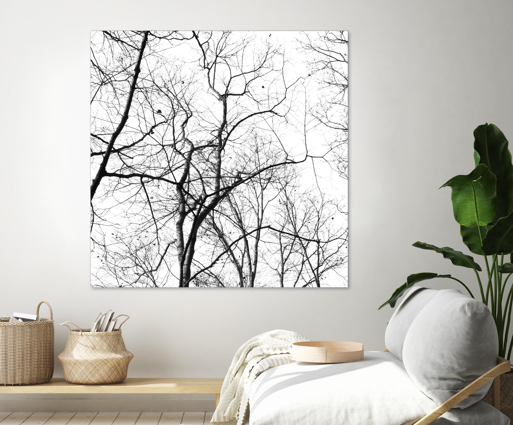 Billows I by Judy Stalus on GIANT ART - black trees