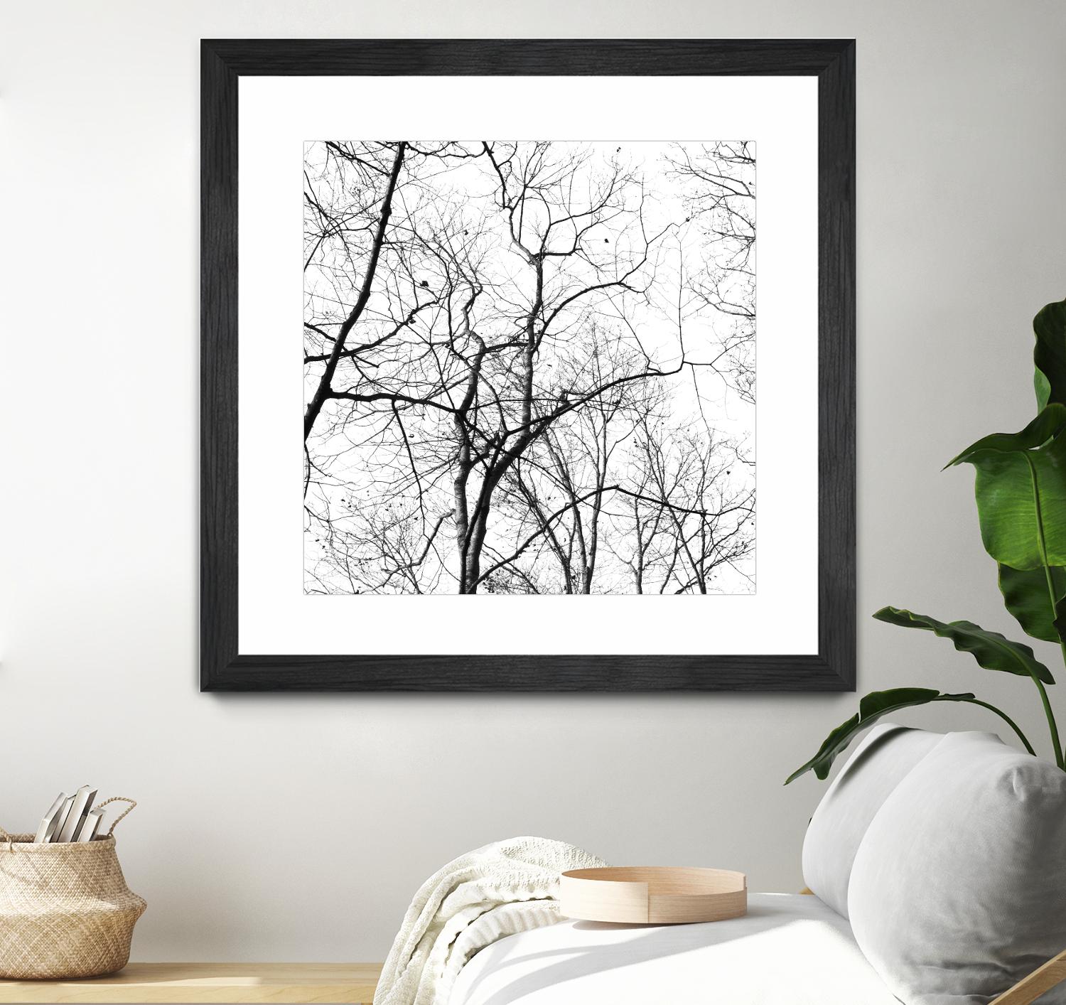 Billows I by Judy Stalus on GIANT ART - black trees