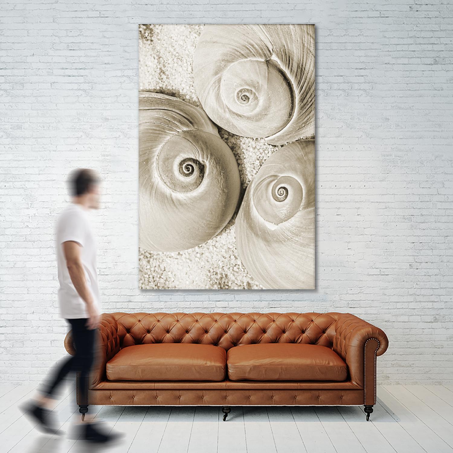 Sea Shell II by Norm Stelfox on GIANT ART - grey nautical