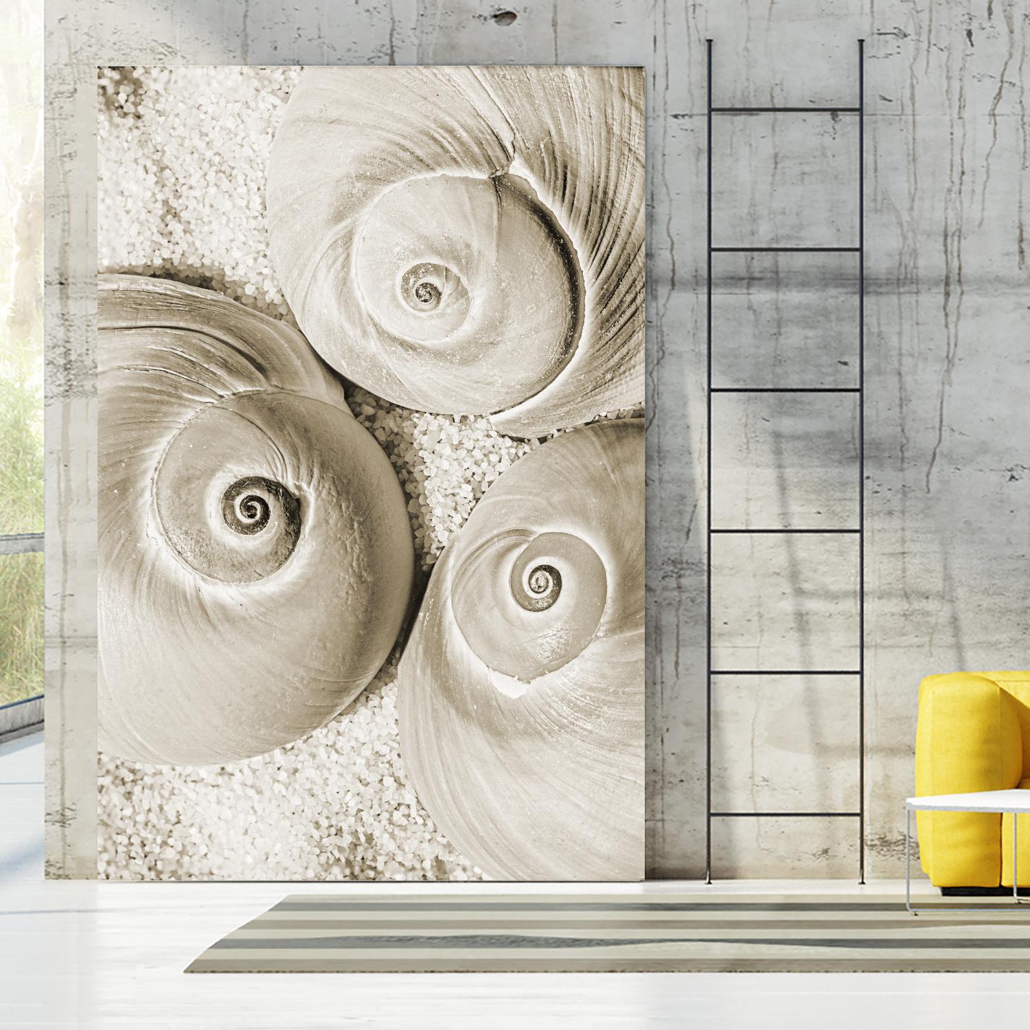 Sea Shell II by Norm Stelfox on GIANT ART - grey nautical