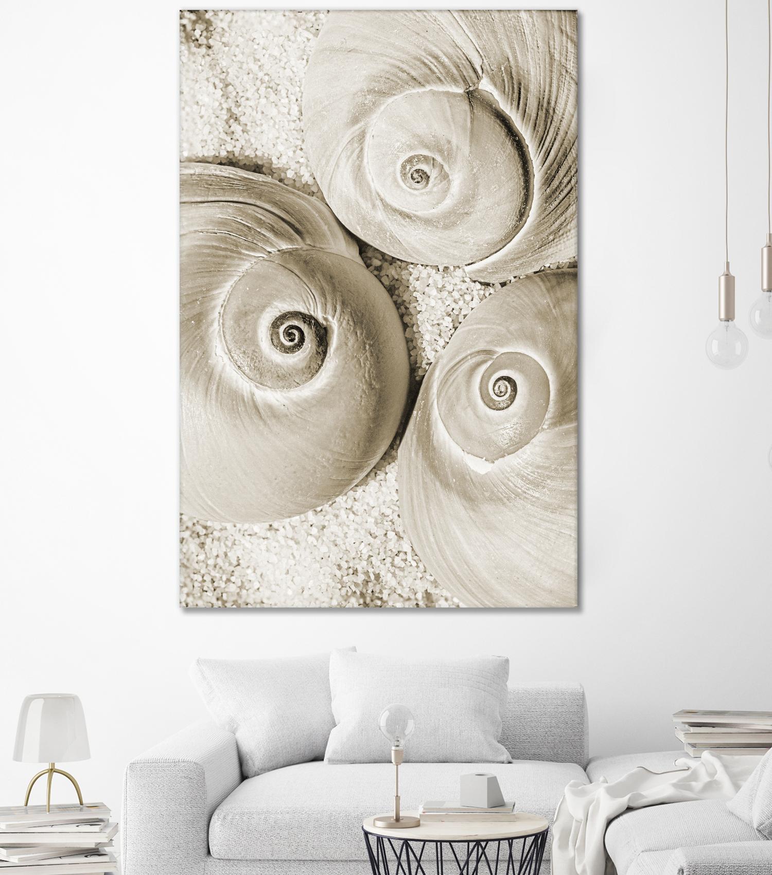 Sea Shell II by Norm Stelfox on GIANT ART - grey nautical