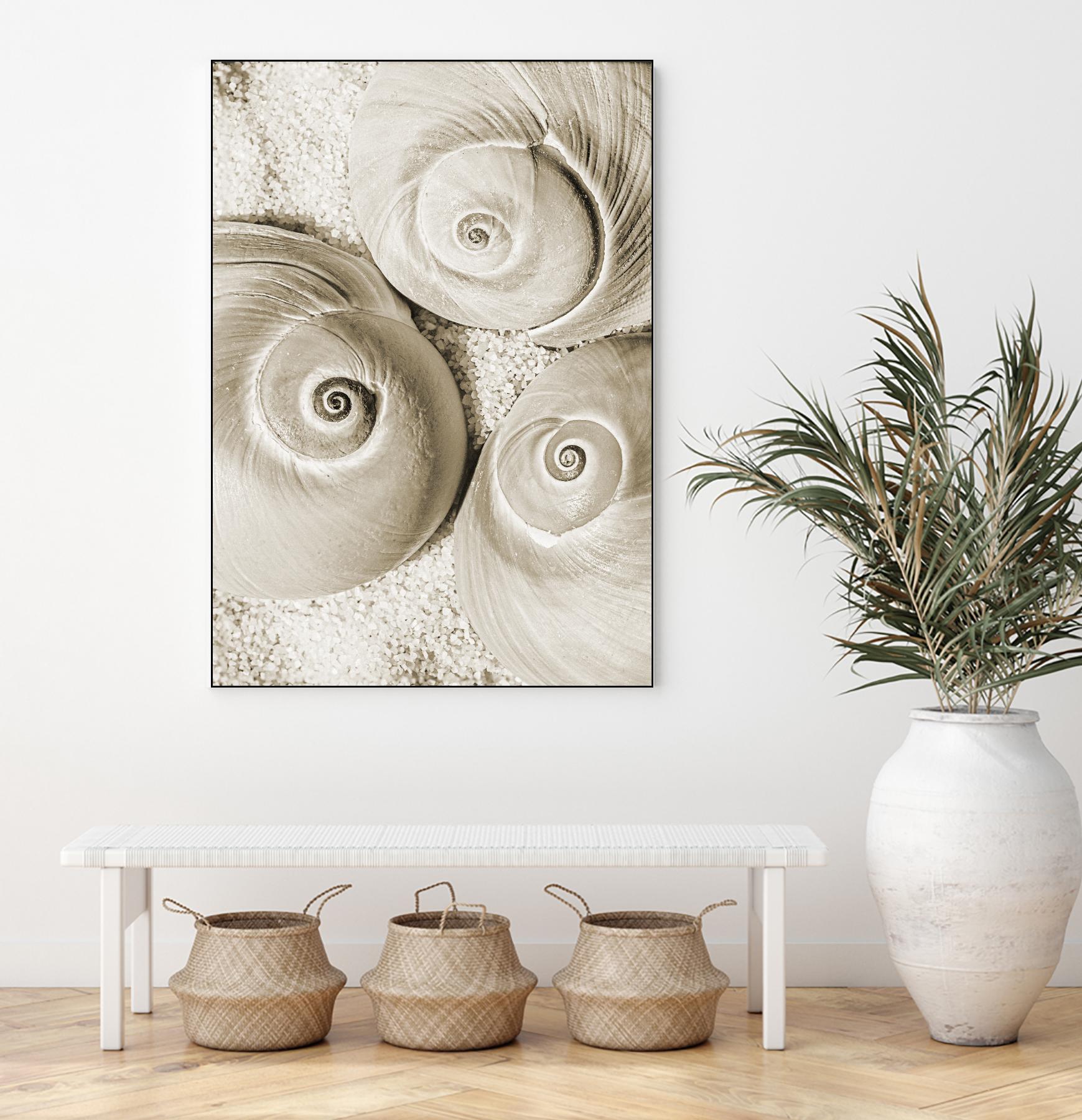 Sea Shell II by Norm Stelfox on GIANT ART - grey nautical