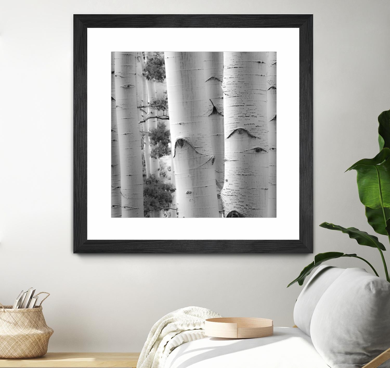 Birches in Grey I by Rick Cotter on GIANT ART - black trees