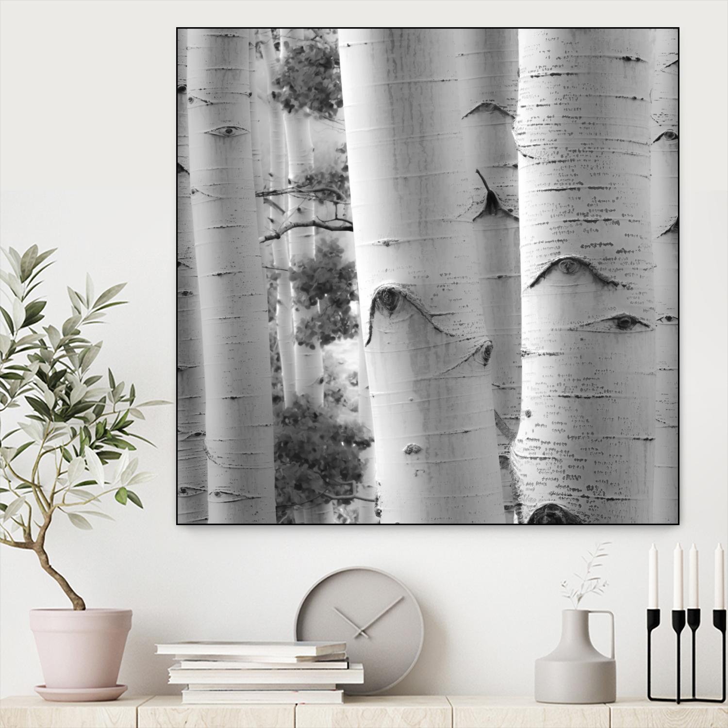 Birches in Grey I by Rick Cotter on GIANT ART - black trees