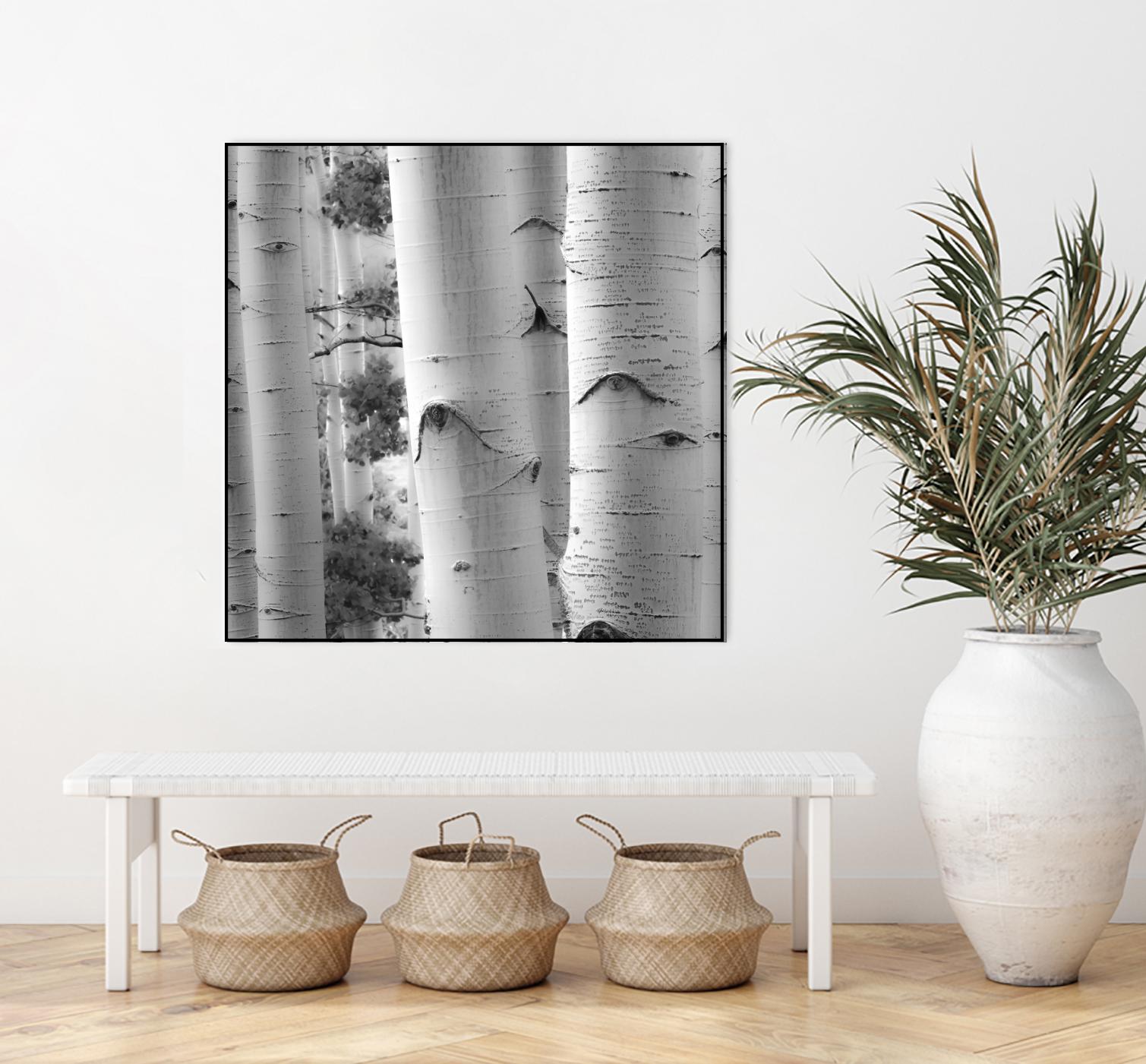 Birches in Grey I by Rick Cotter on GIANT ART - black trees