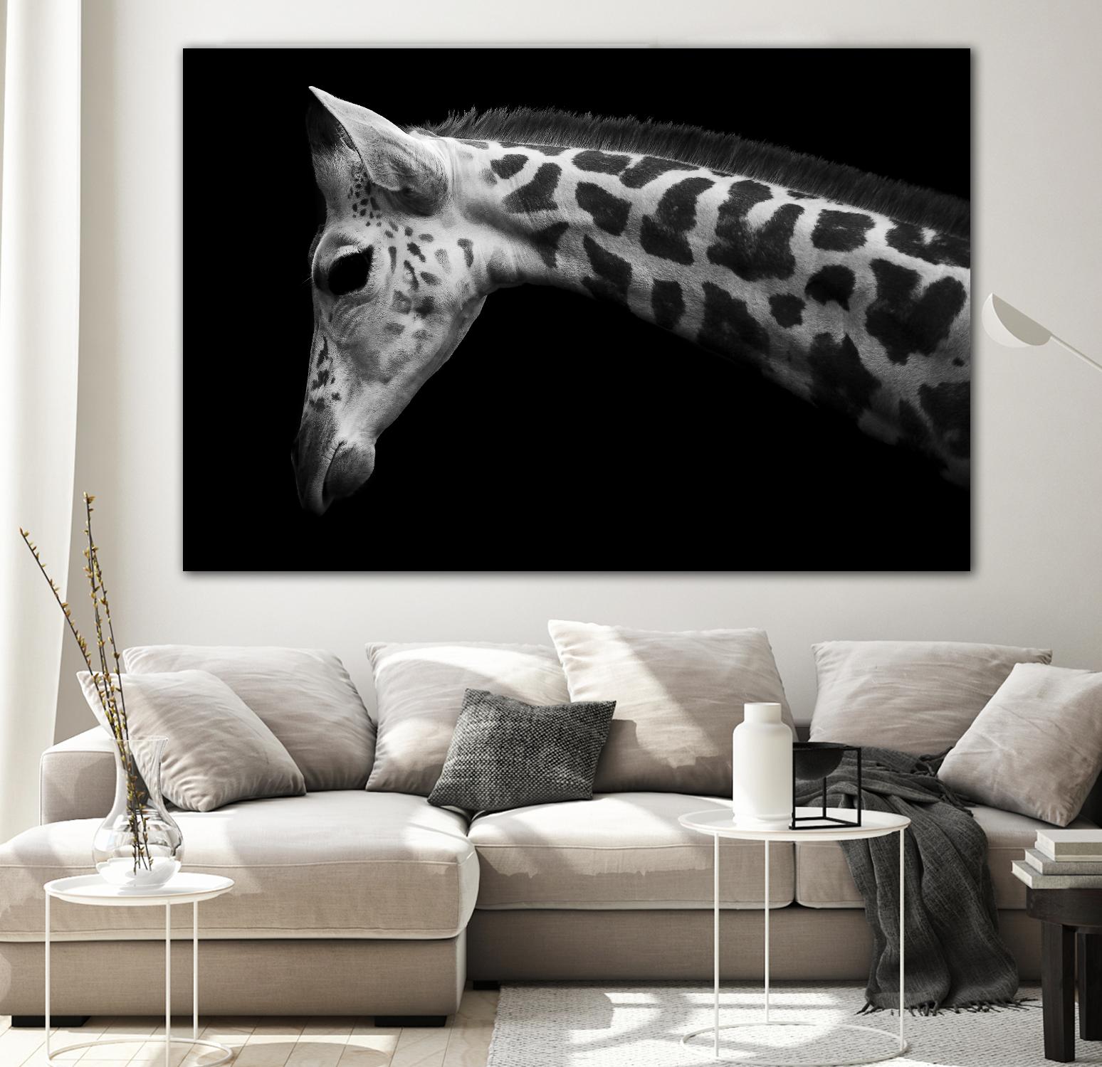 Williams - Calf by 1X on GIANT ART - white animals