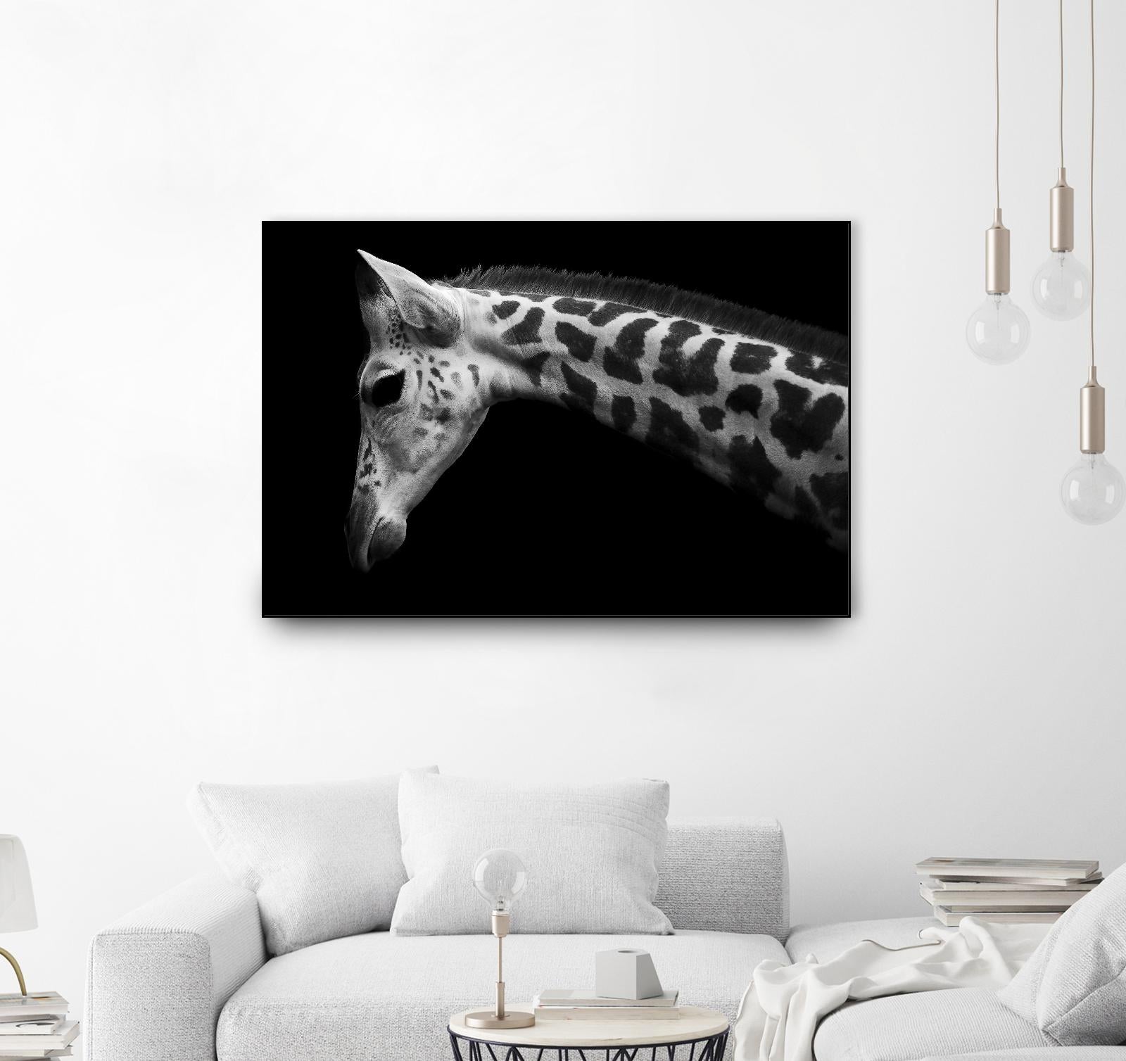 Williams - Calf by 1X on GIANT ART - white animals