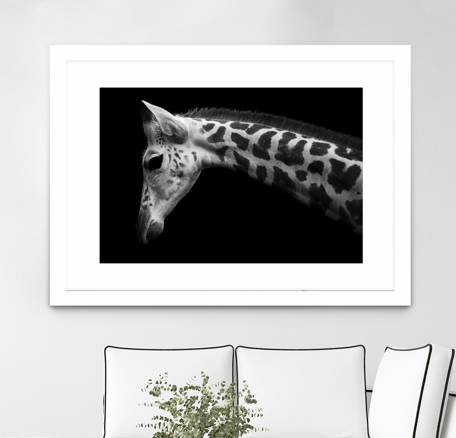 Williams - Calf by 1X on GIANT ART - white animals