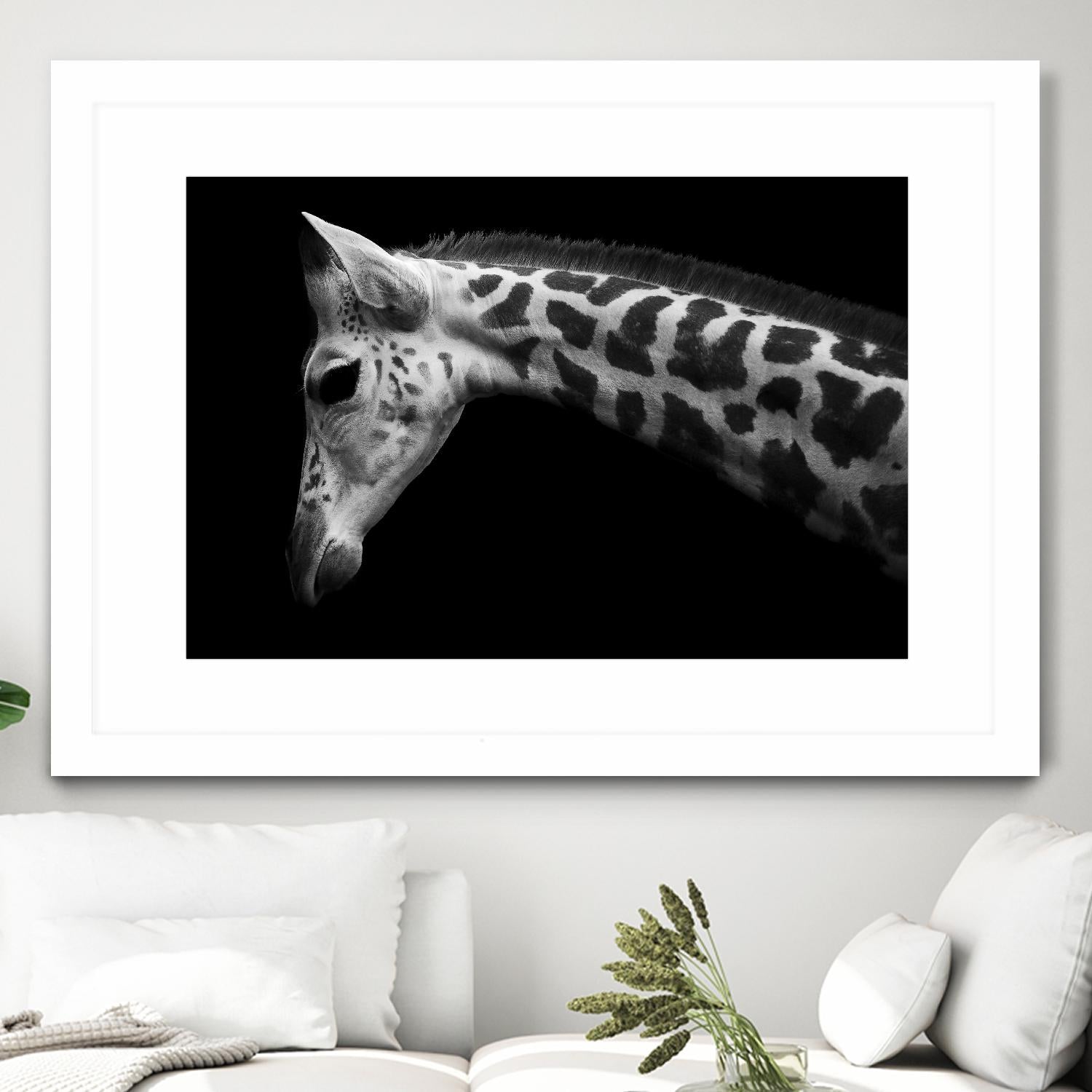 Williams - Calf by 1X on GIANT ART - white animals