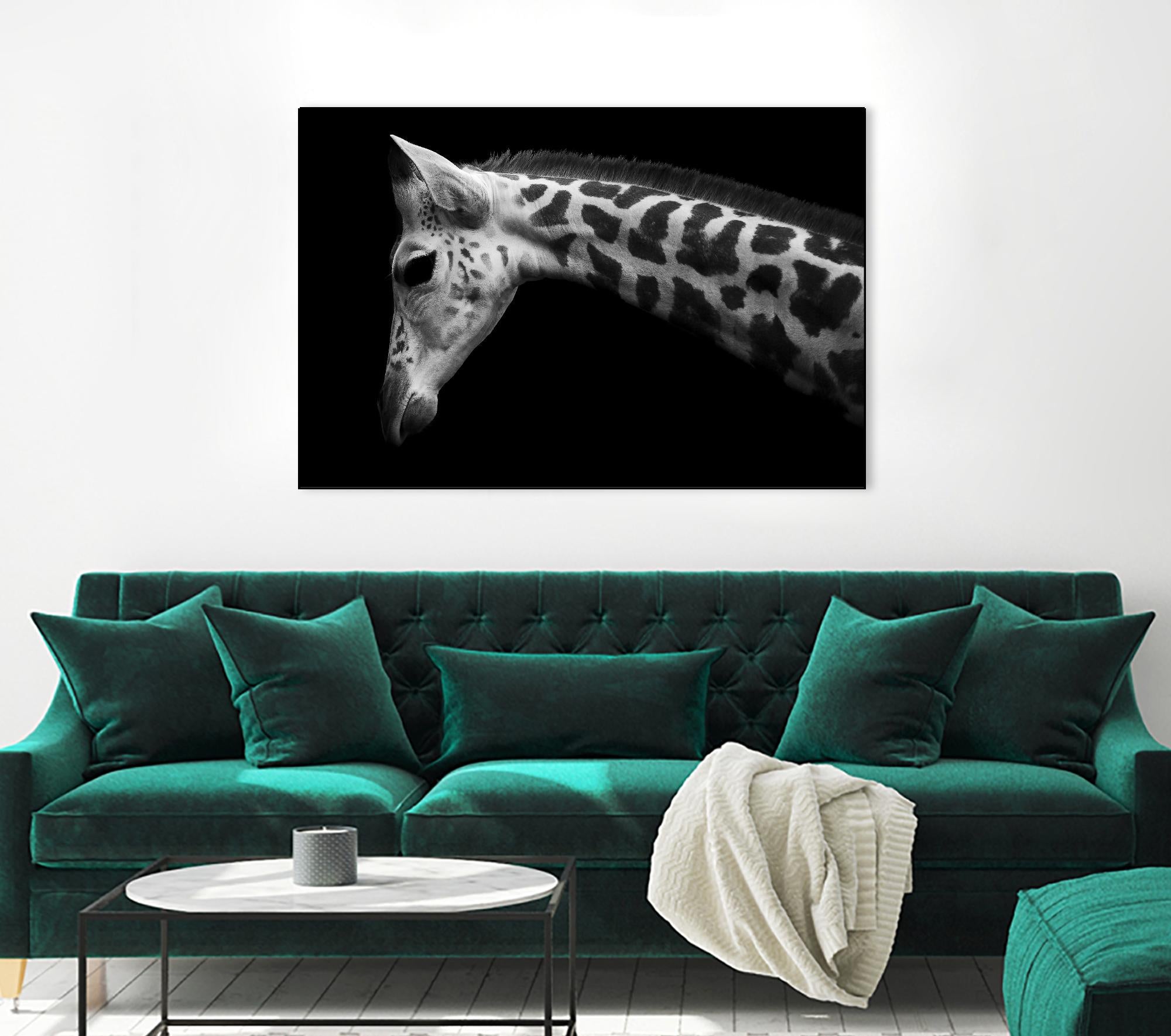 Williams - Calf by 1X on GIANT ART - white animals