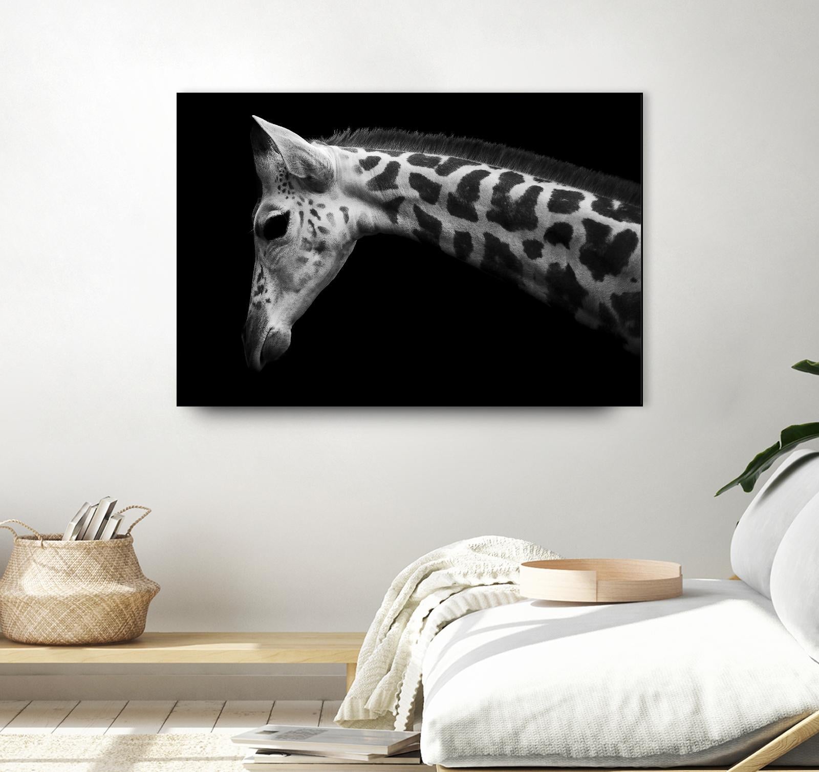 Williams - Calf by 1X on GIANT ART - white animals