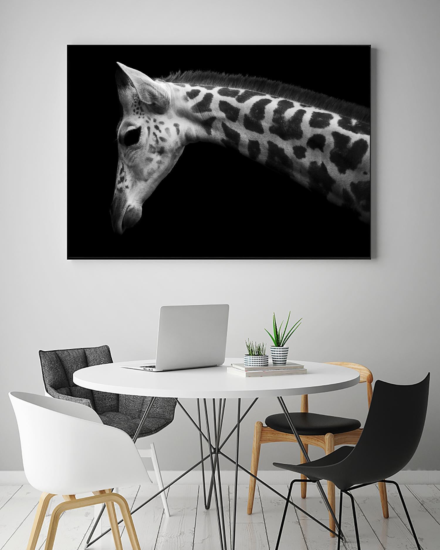 Williams - Calf by 1X on GIANT ART - white animals