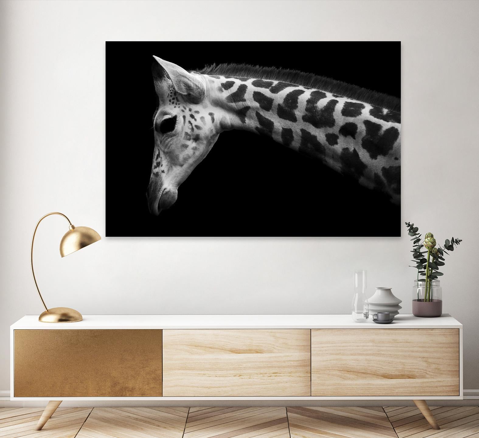 Williams - Calf by 1X on GIANT ART - white animals