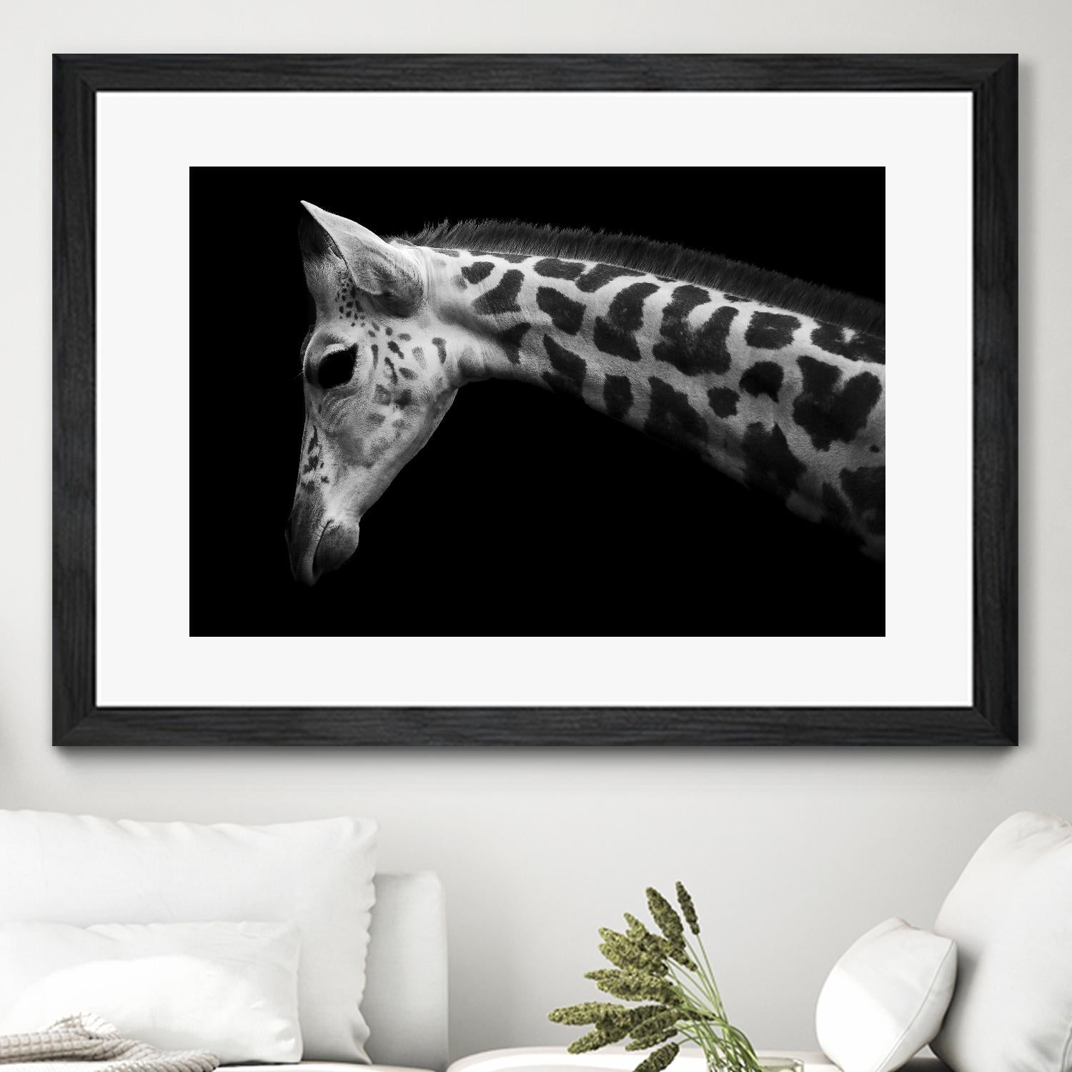 Williams - Calf by 1X on GIANT ART - white animals