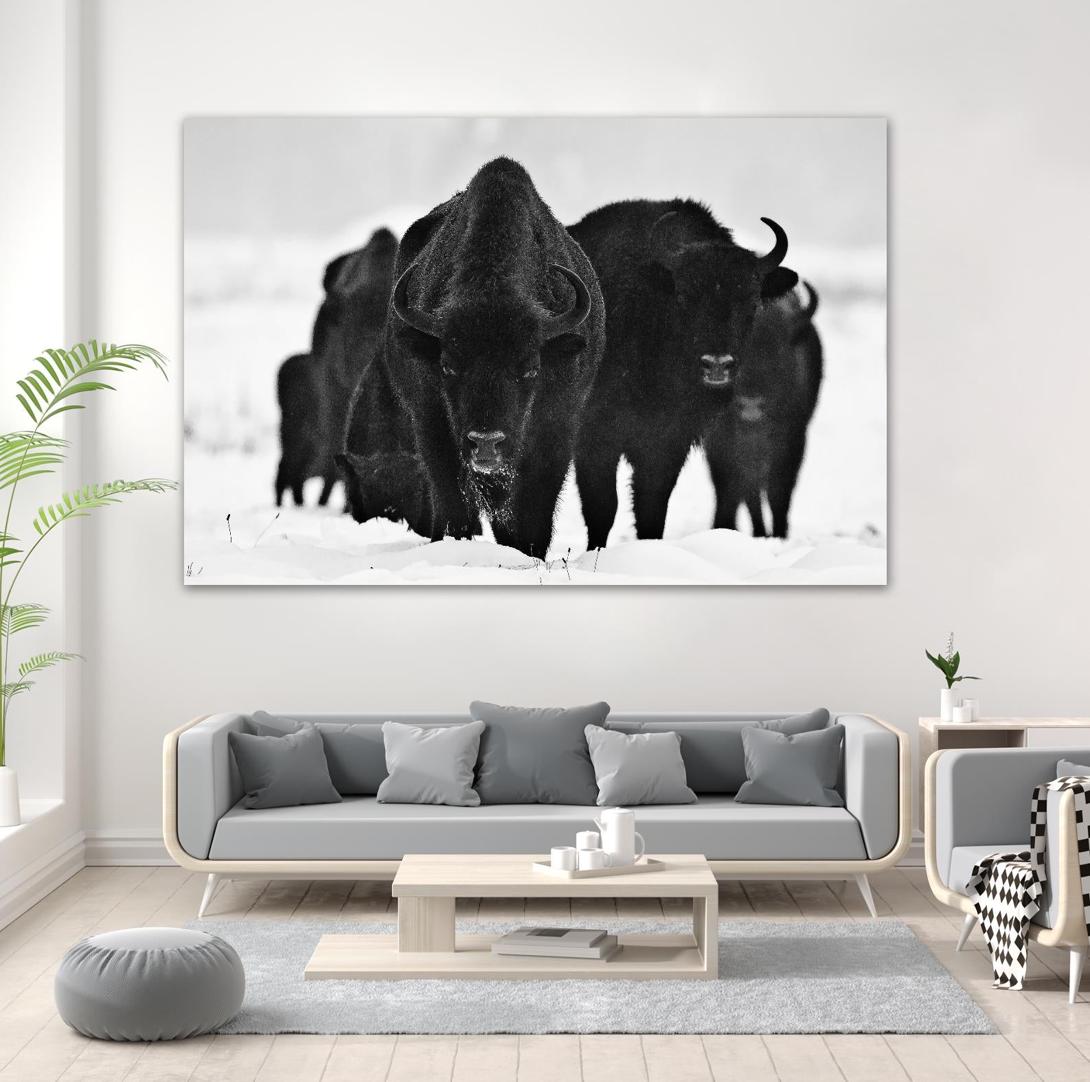 Europeans Bizons by Crepinsek 1X on GIANT ART - black animals