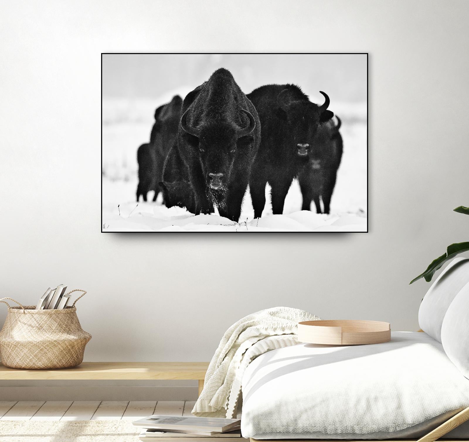 Europeans Bizons by Crepinsek 1X on GIANT ART - black animals
