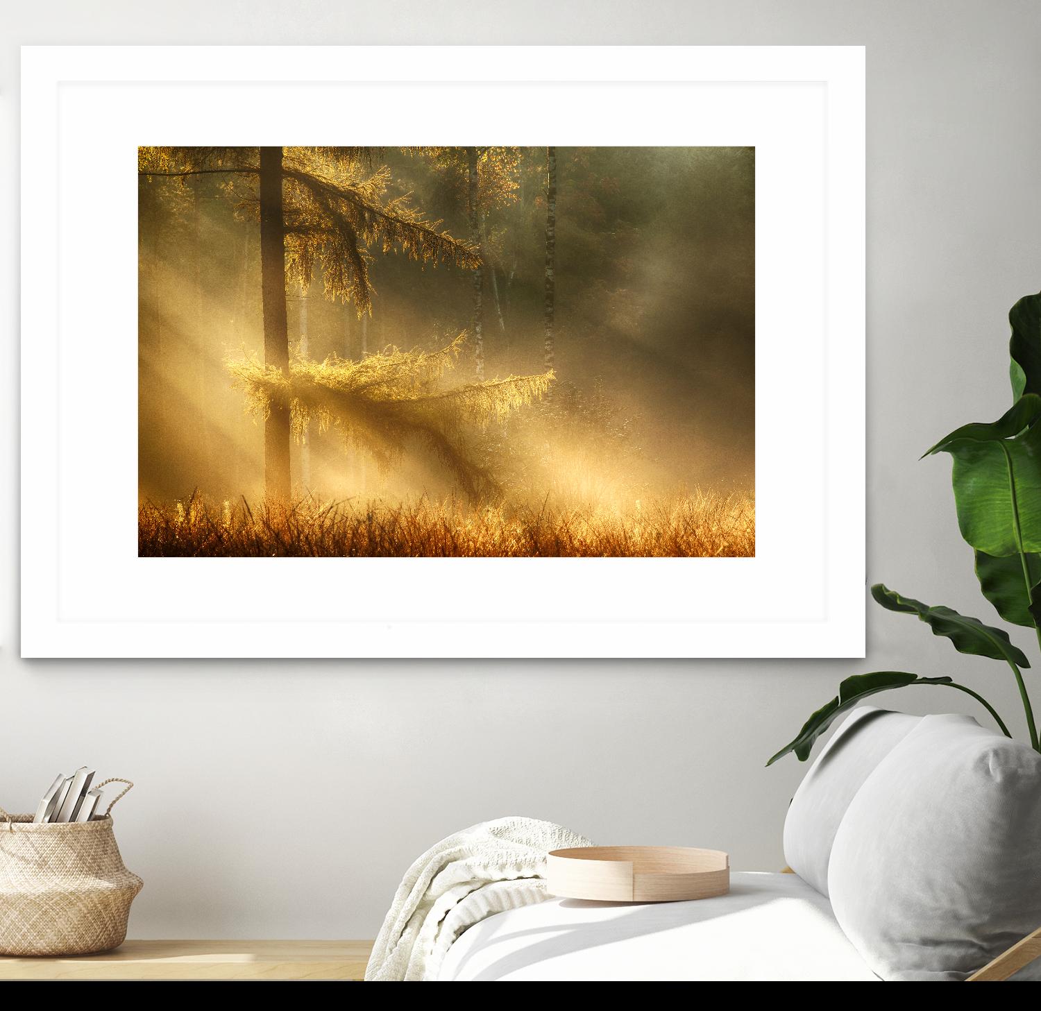 Autumn Light by Mies 1X on GIANT ART - orange trees