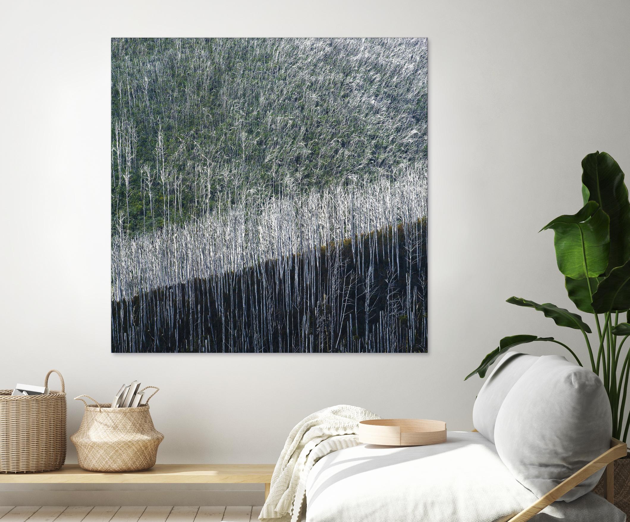 Coming back to life by 1X 1X on GIANT ART - black trees