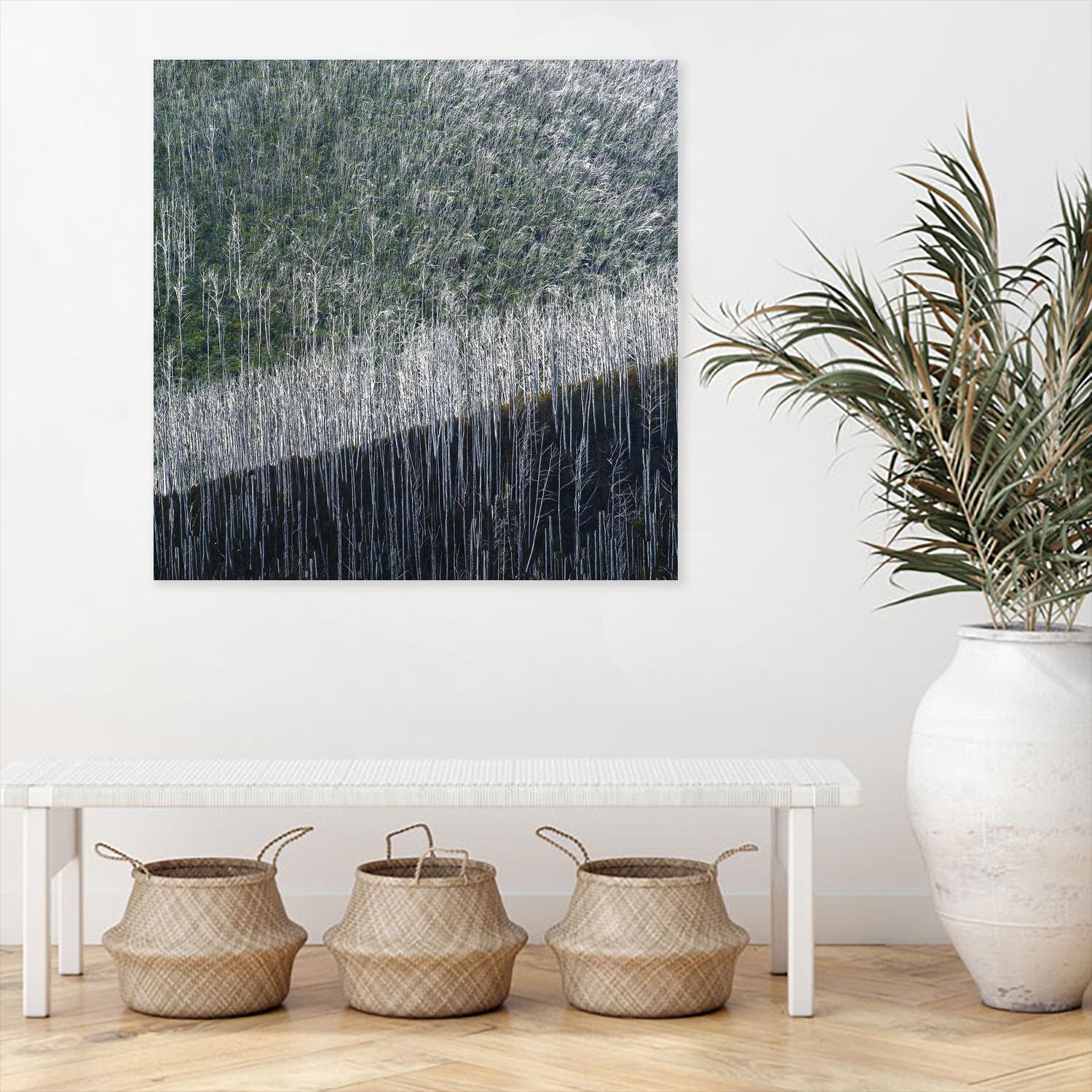 Coming back to life by 1X 1X on GIANT ART - black trees