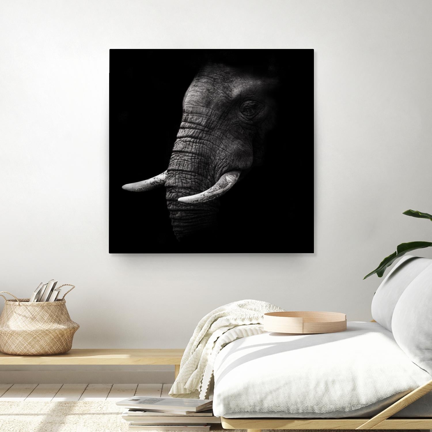 Portrait by WildPhotoArt on GIANT ART - white animal hear of elephant