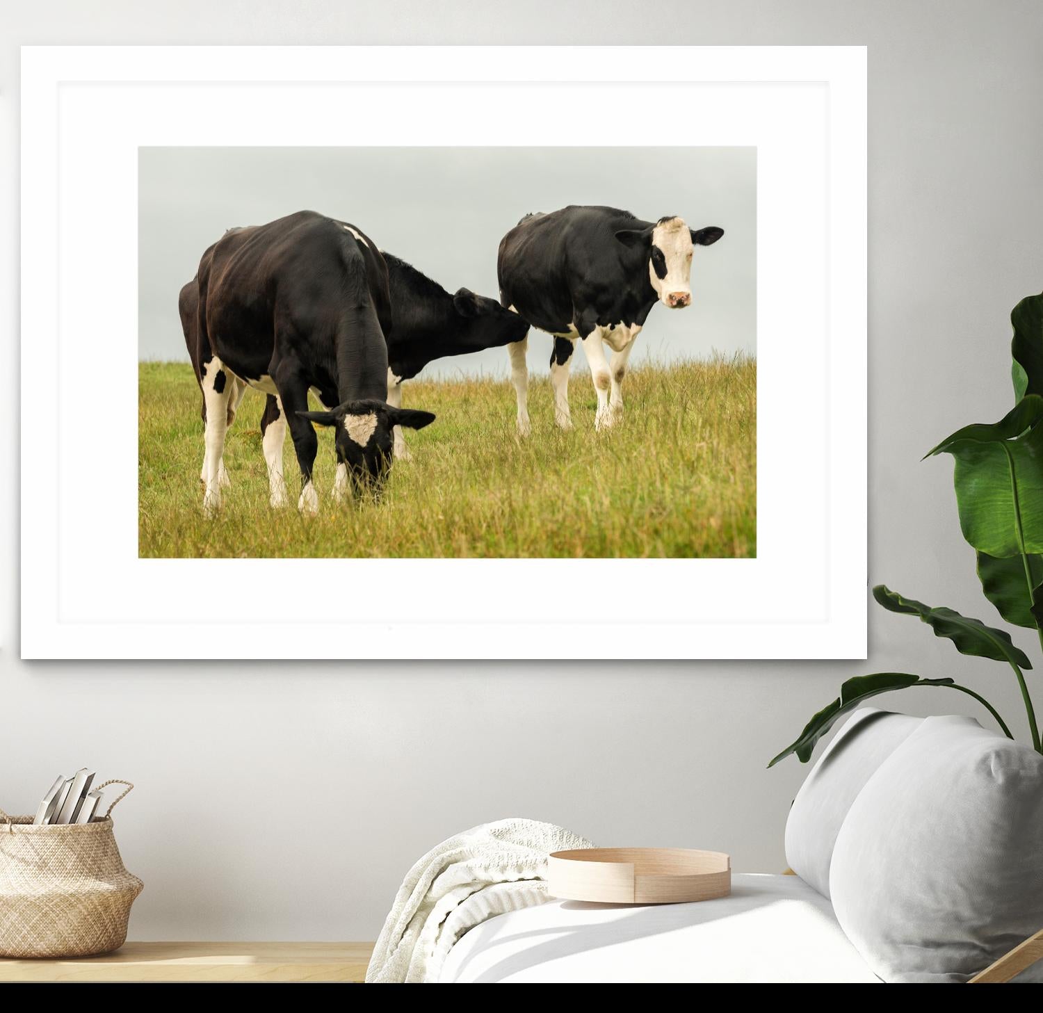 Country Cows by Andy Amos on GIANT ART - farm photography
