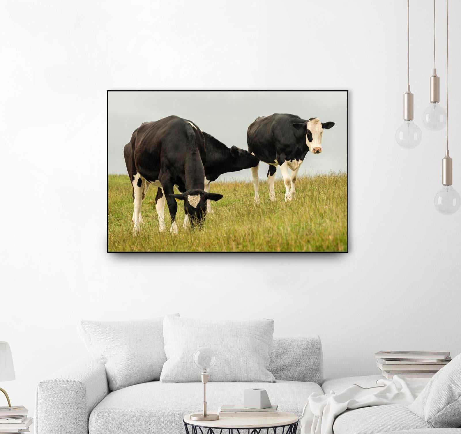 Country Cows by Andy Amos on GIANT ART - farm photography