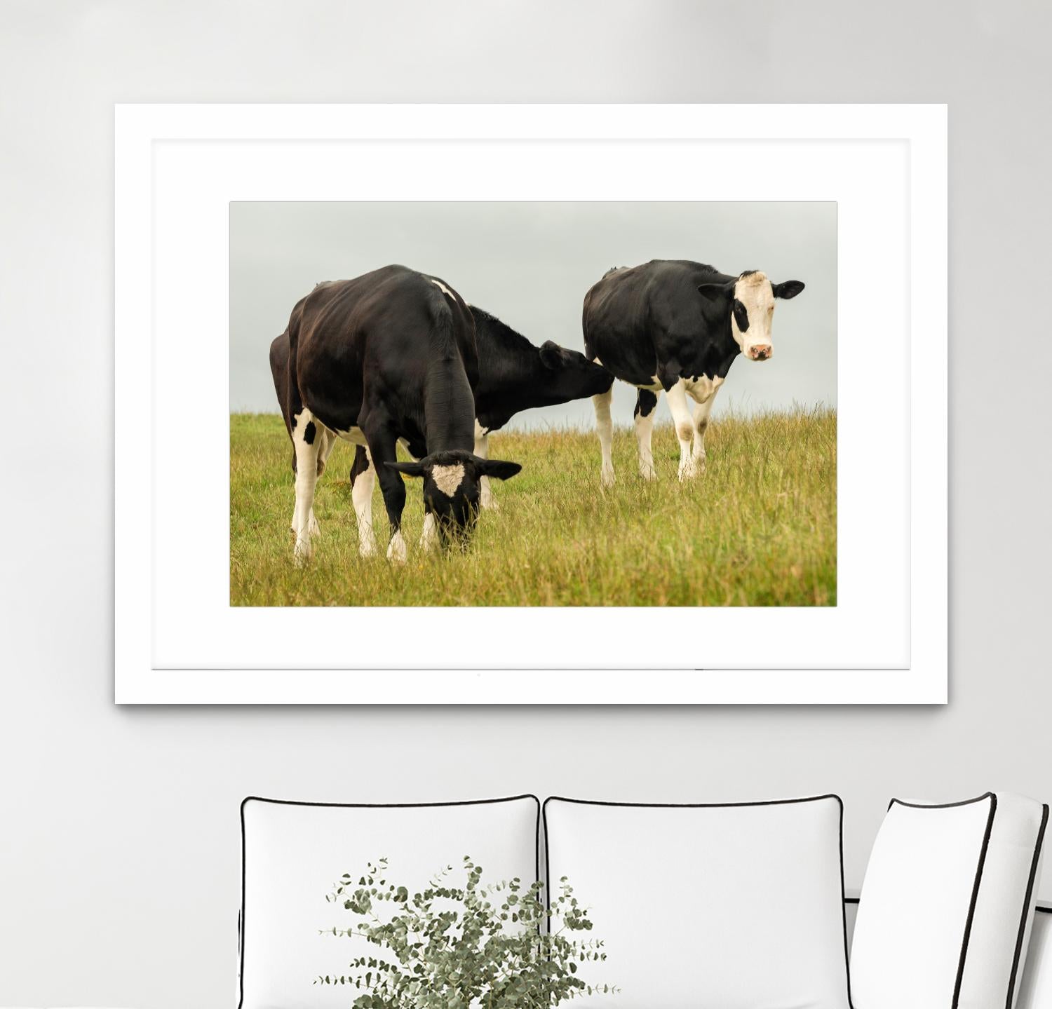 Country Cows by Andy Amos on GIANT ART - farm photography