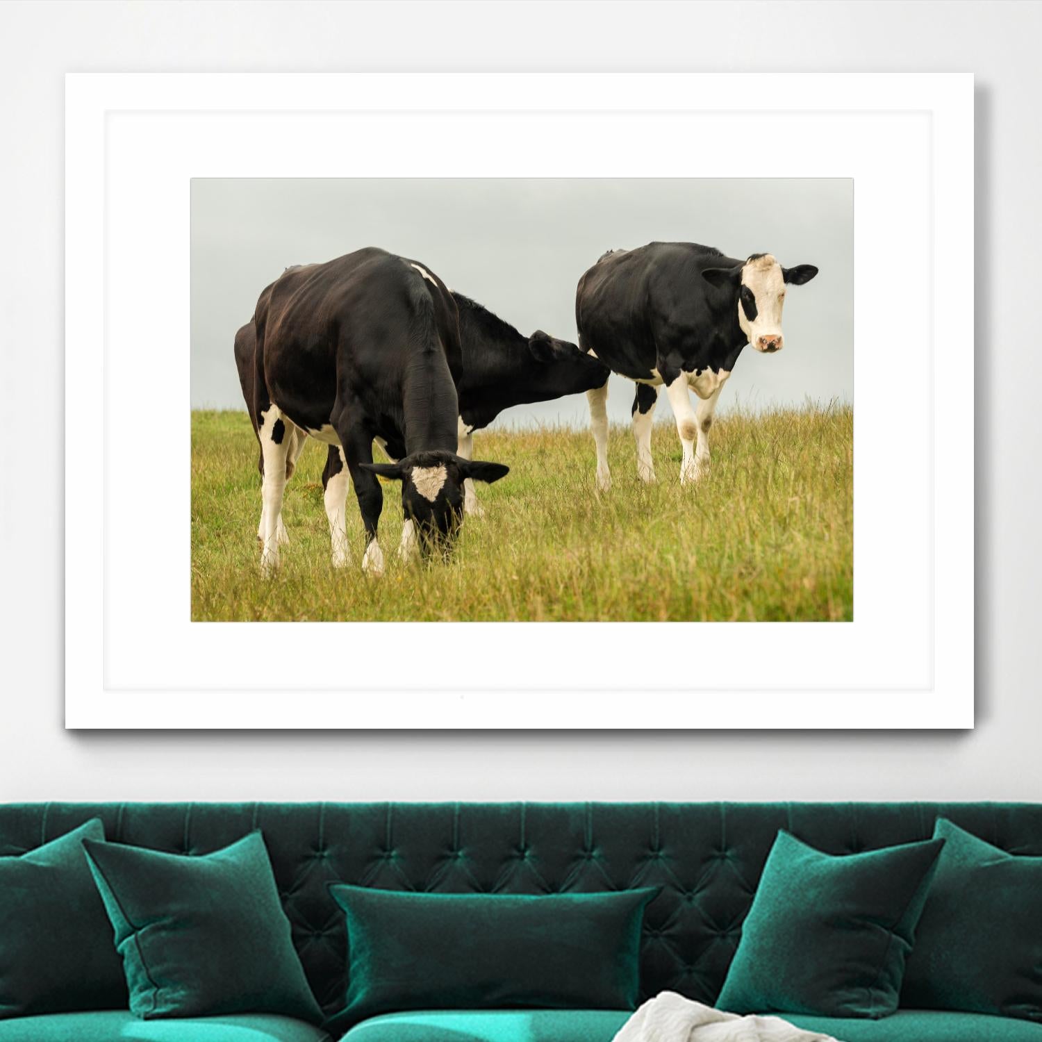 Country Cows by Andy Amos on GIANT ART - farm photography