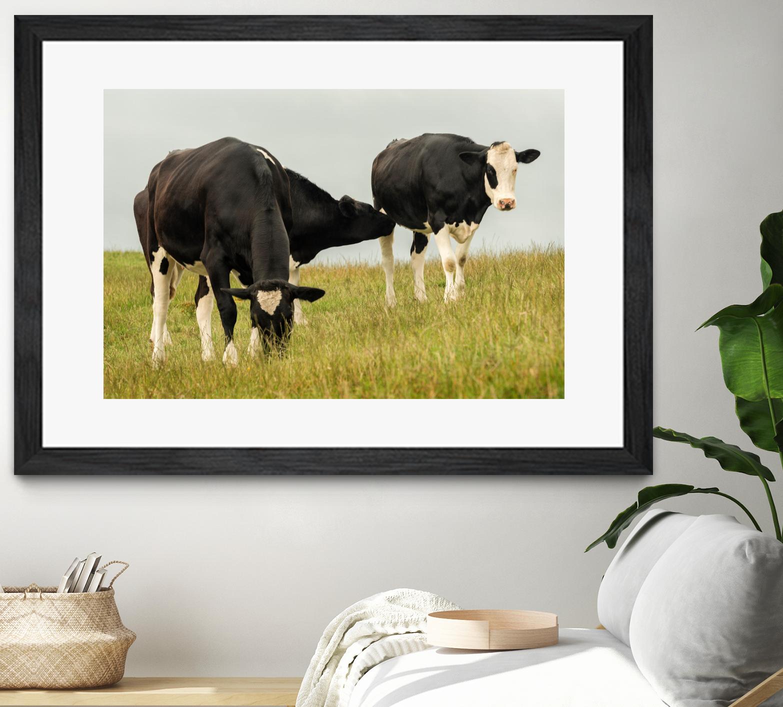 Country Cows by Andy Amos on GIANT ART - farm photography