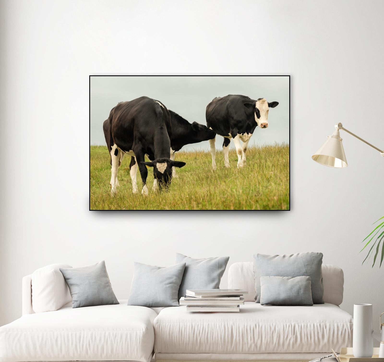 Country Cows by Andy Amos on GIANT ART - farm photography