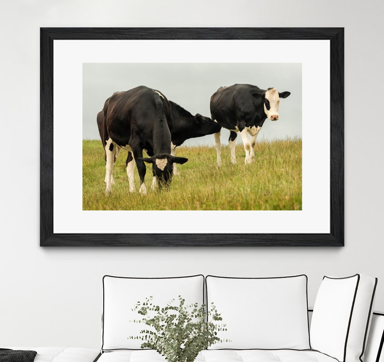 Country Cows by Andy Amos on GIANT ART - farm photography