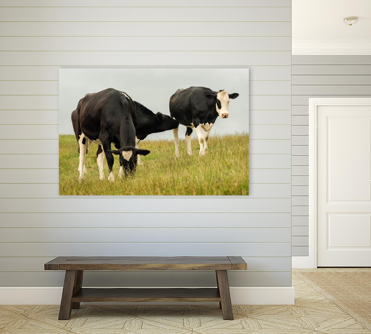 Country Cows by Andy Amos on GIANT ART - farm photography