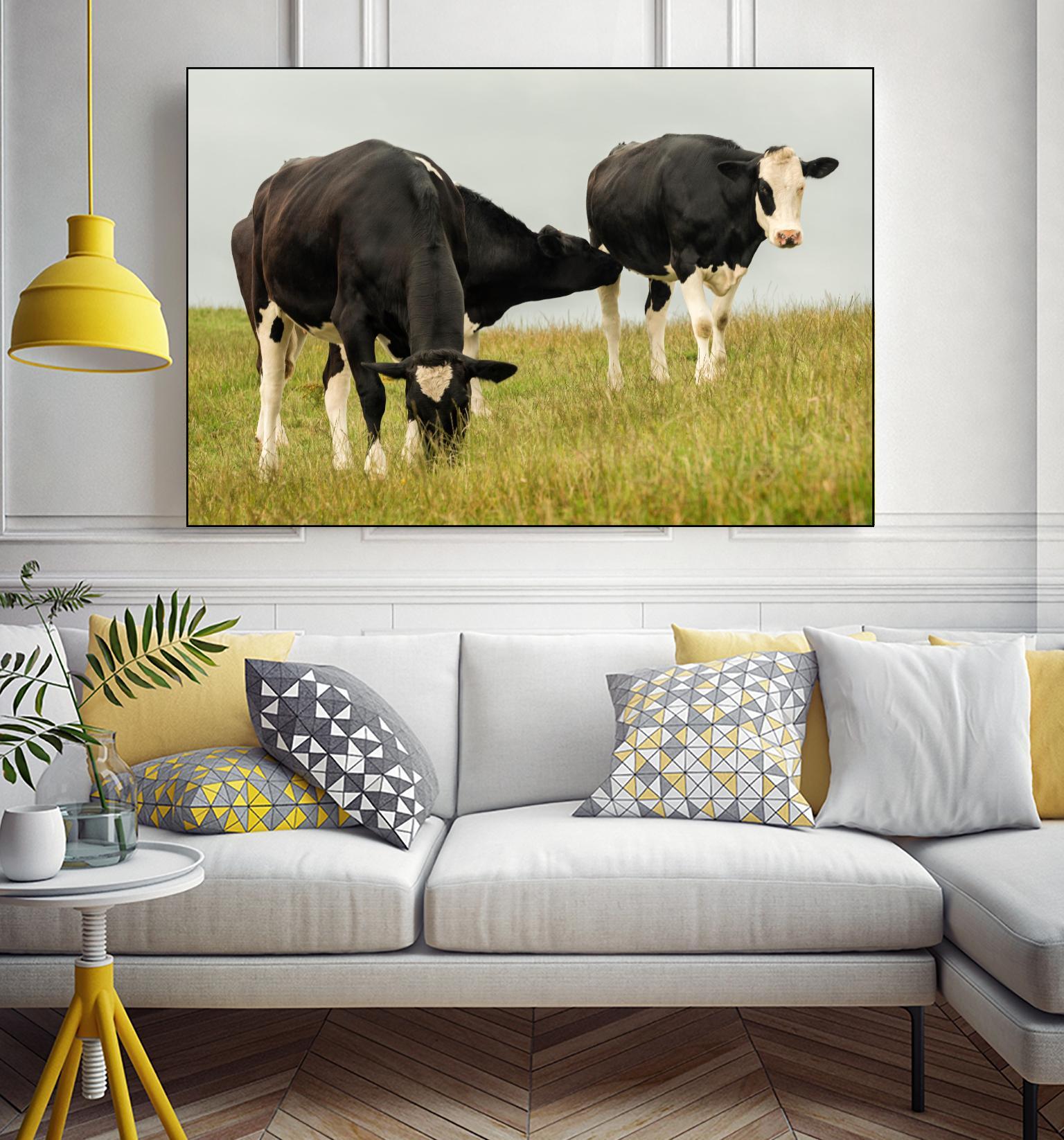 Country Cows by Andy Amos on GIANT ART - farm photography