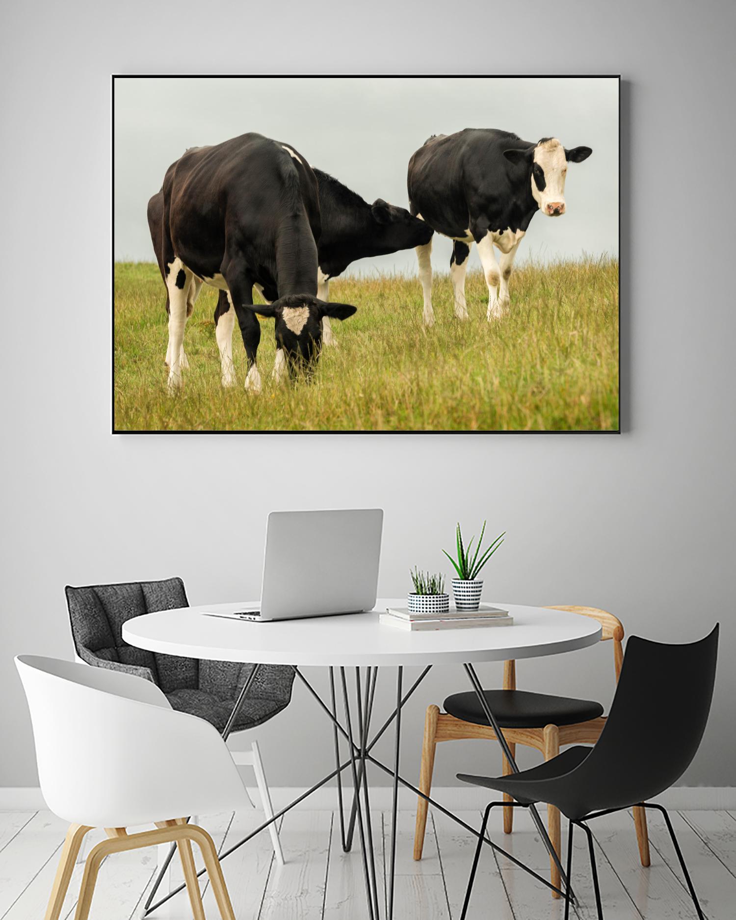 Country Cows by Andy Amos on GIANT ART - farm photography
