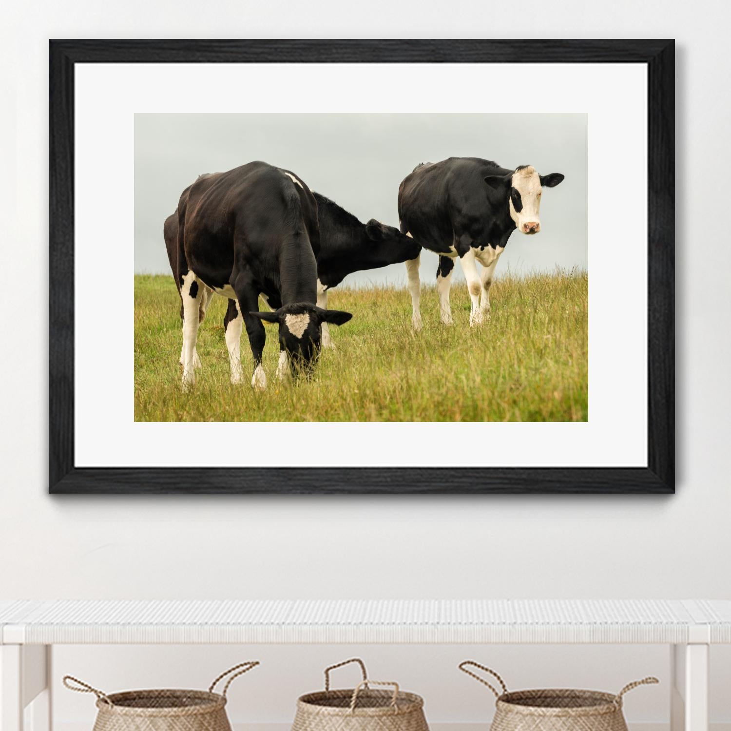 Country Cows by Andy Amos on GIANT ART - farm photography
