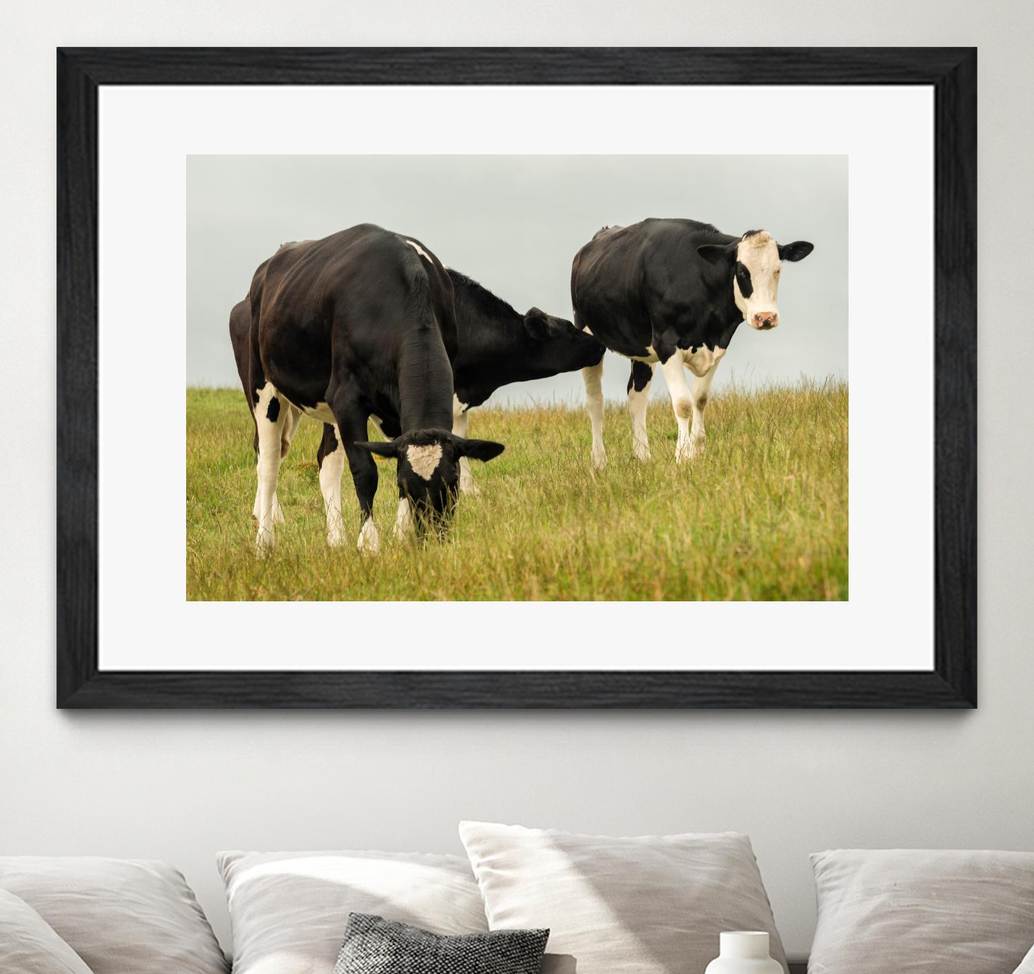 Country Cows by Andy Amos on GIANT ART - farm photography