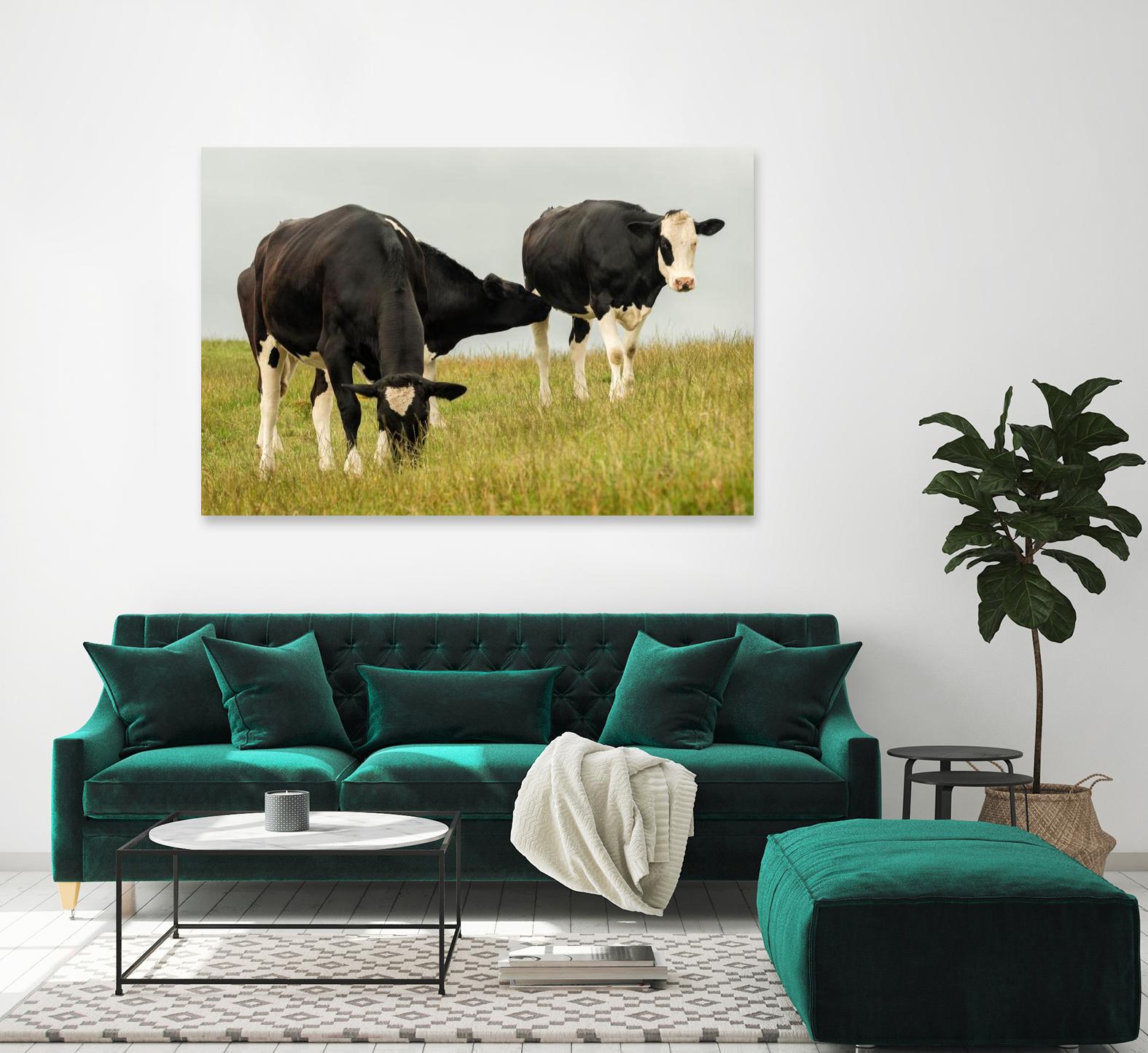 Country Cows by Andy Amos on GIANT ART - farm photography