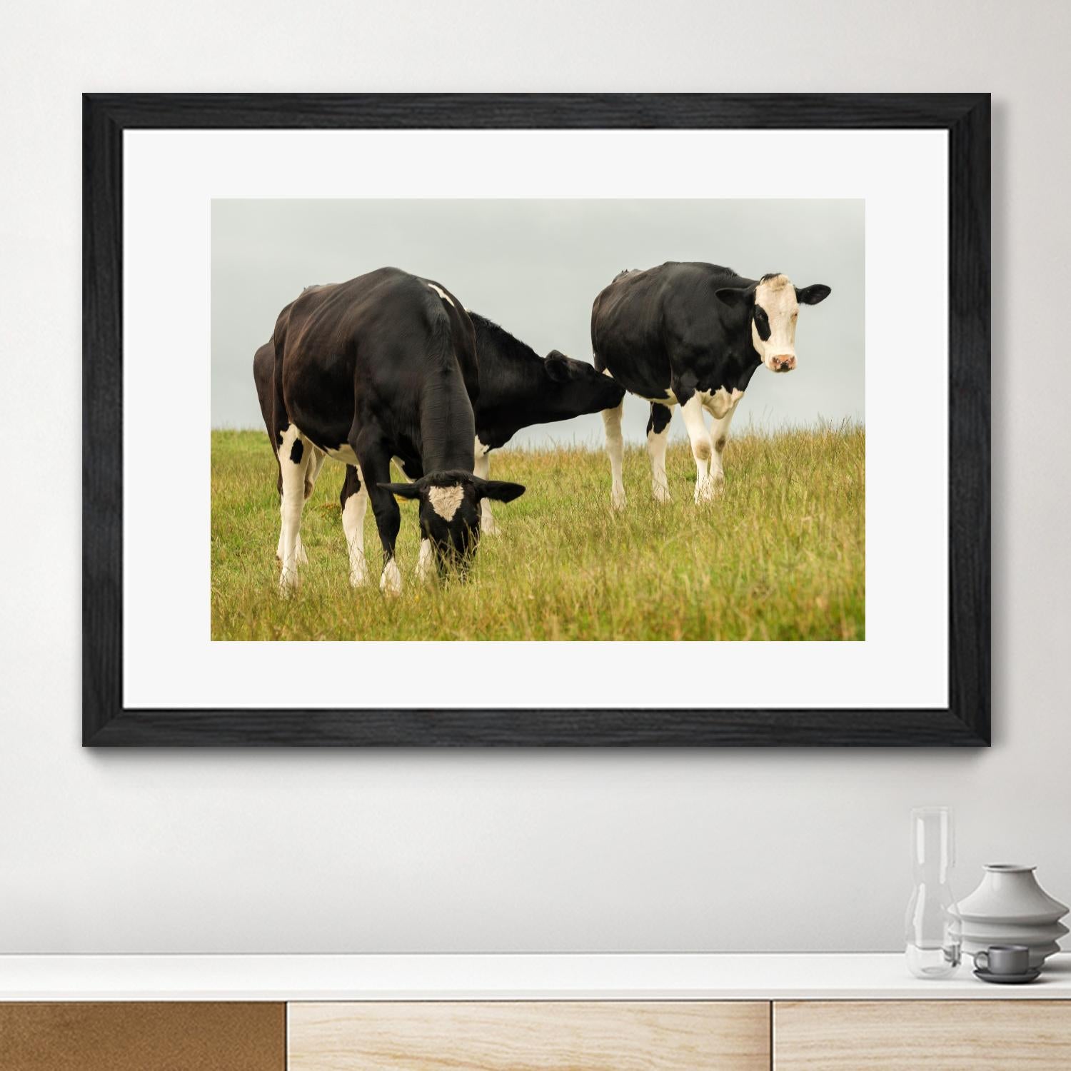 Country Cows by Andy Amos on GIANT ART - farm photography